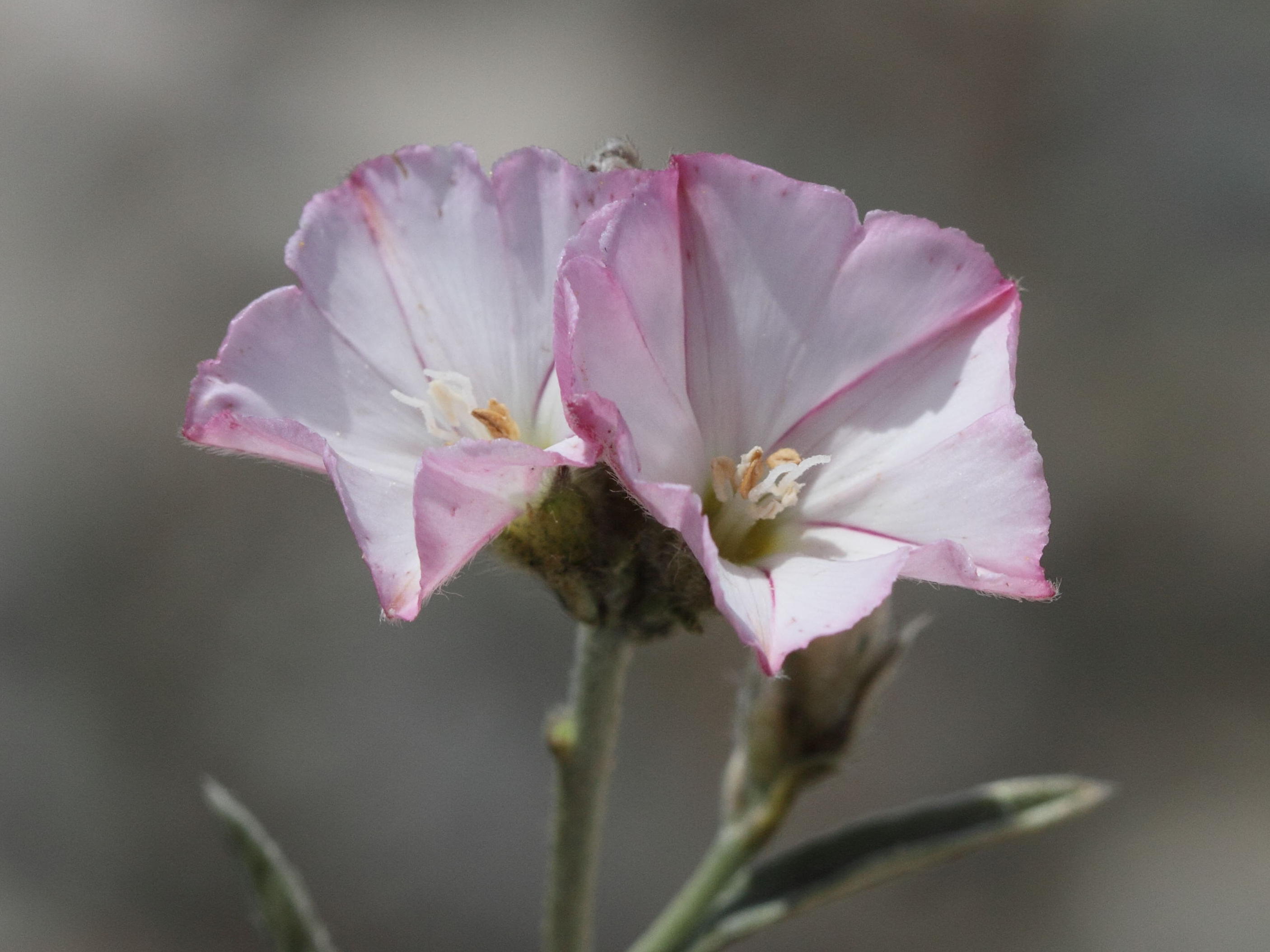 Afficher le média convolvulus_oleifolius3bd convolvulus_oleifolius3bd