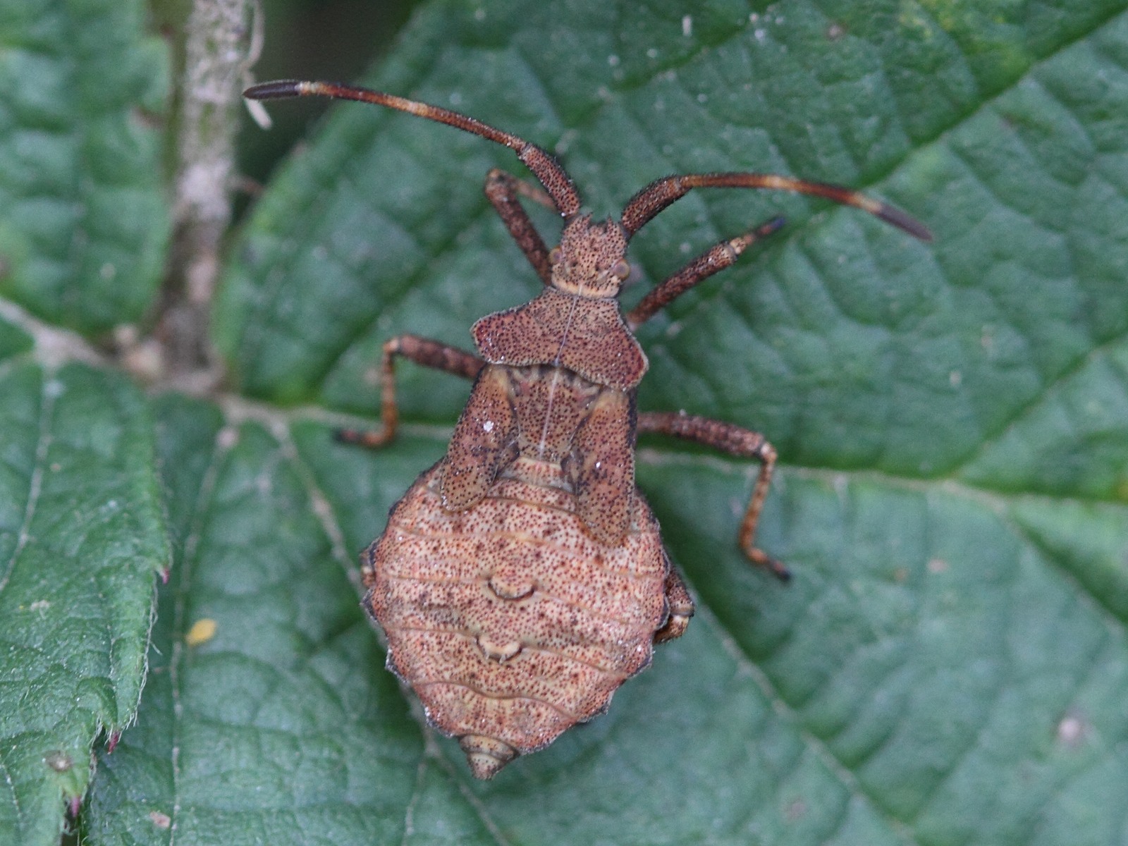 coreus_marginatus_juv4bd