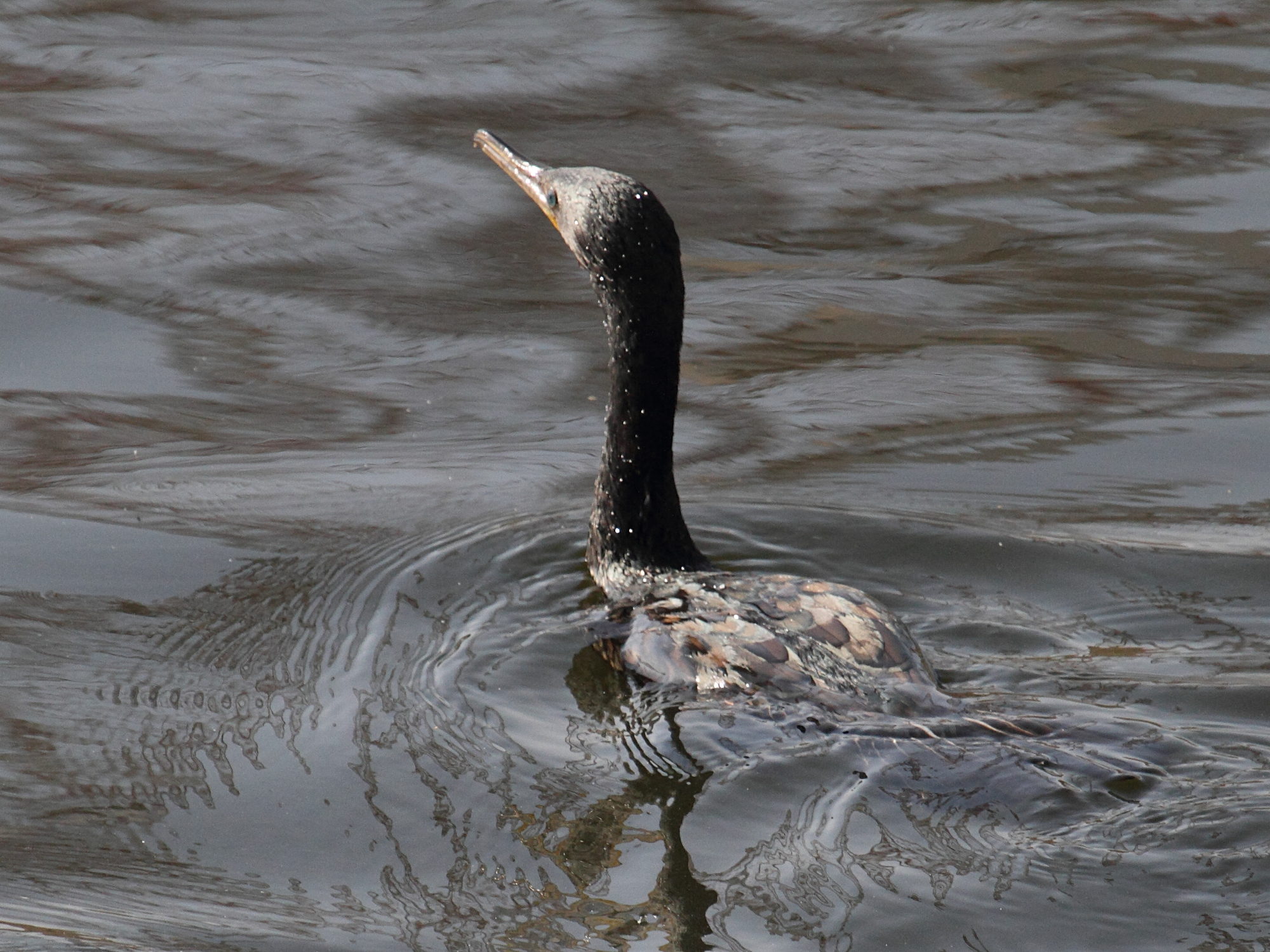 cormoran_indien_-_phalacrocorax_fuscicollis1bd
