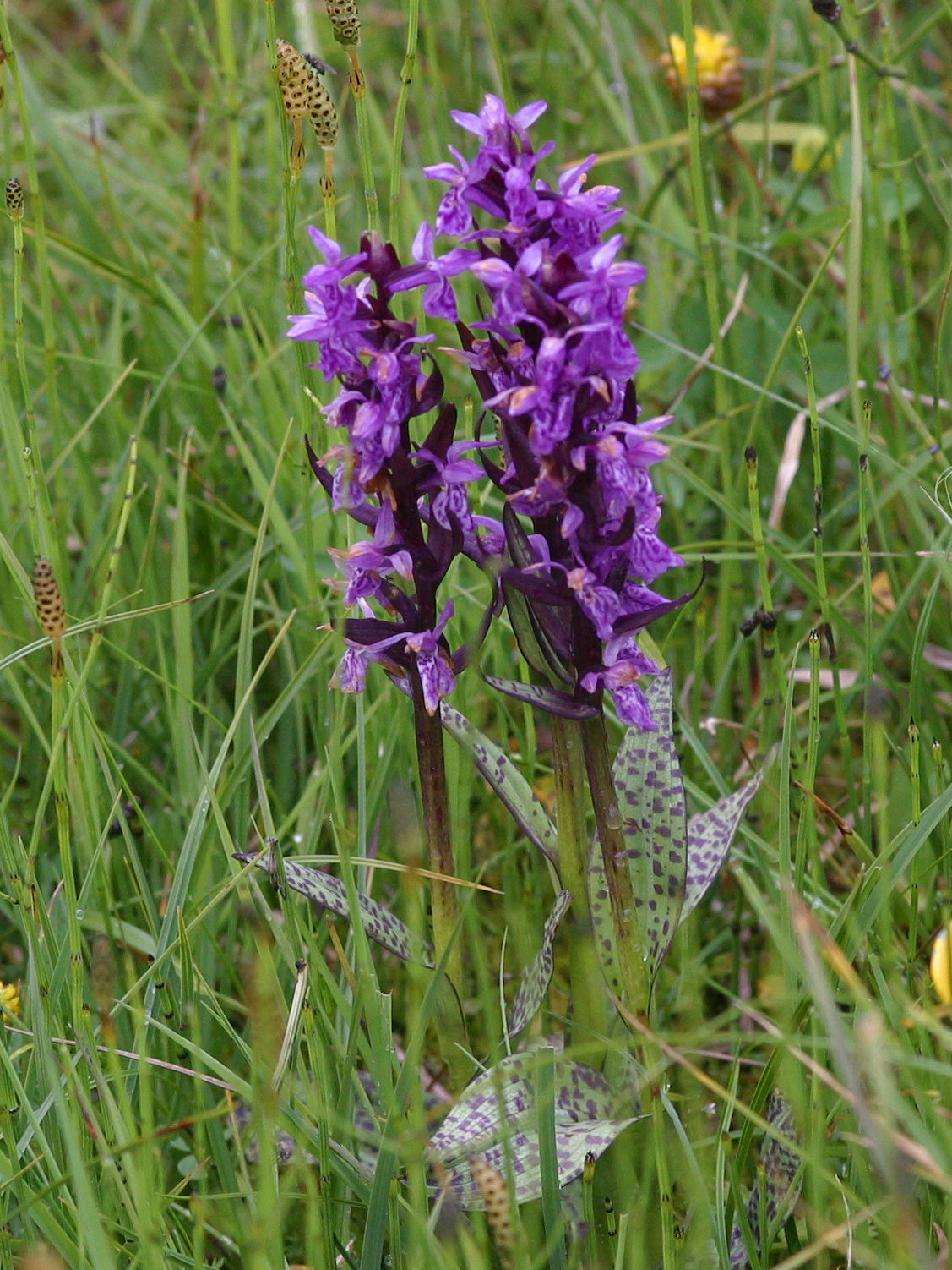 dactylorhiza_majalis2bd