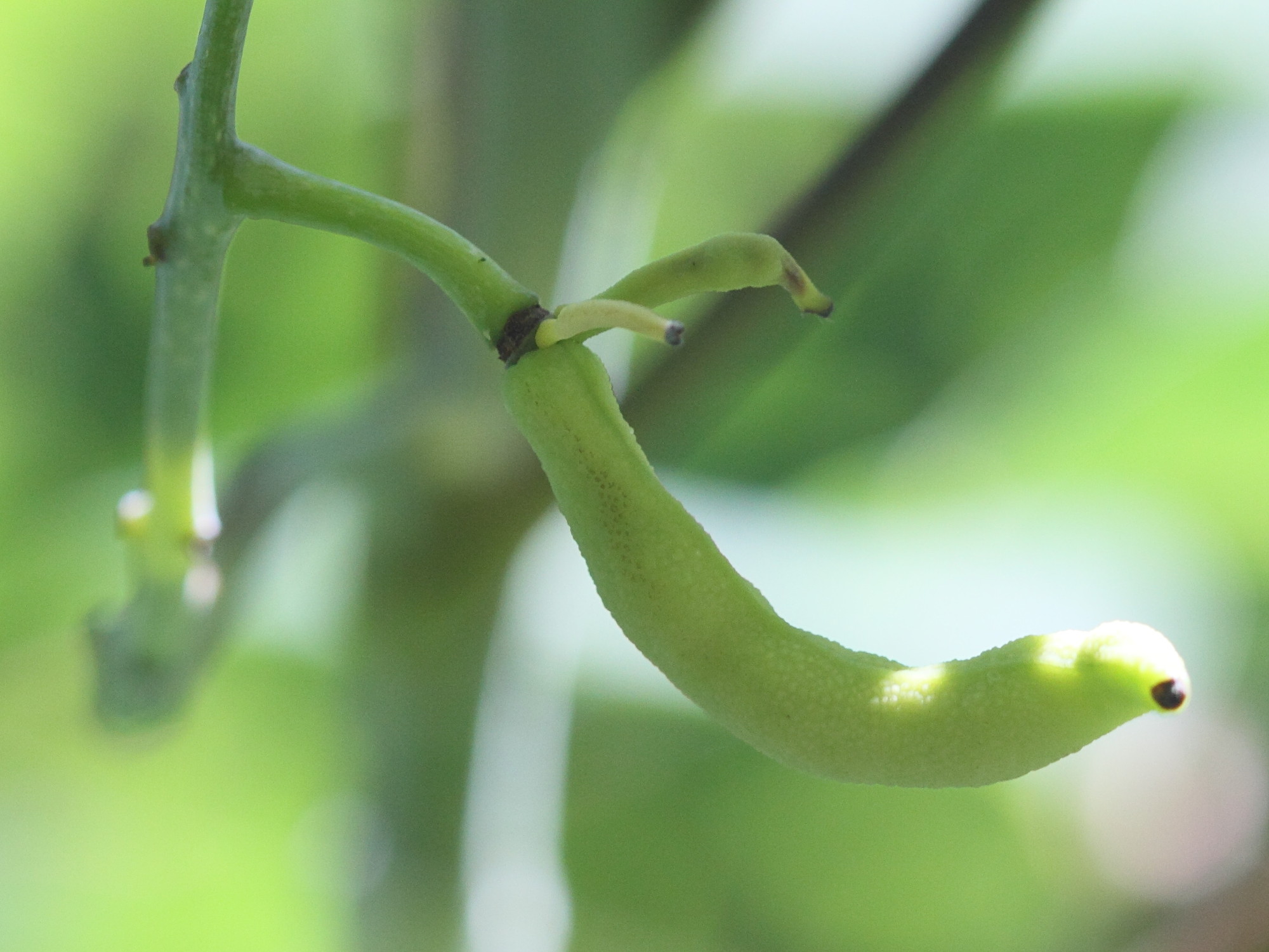 decaisnea_fargesii4bd