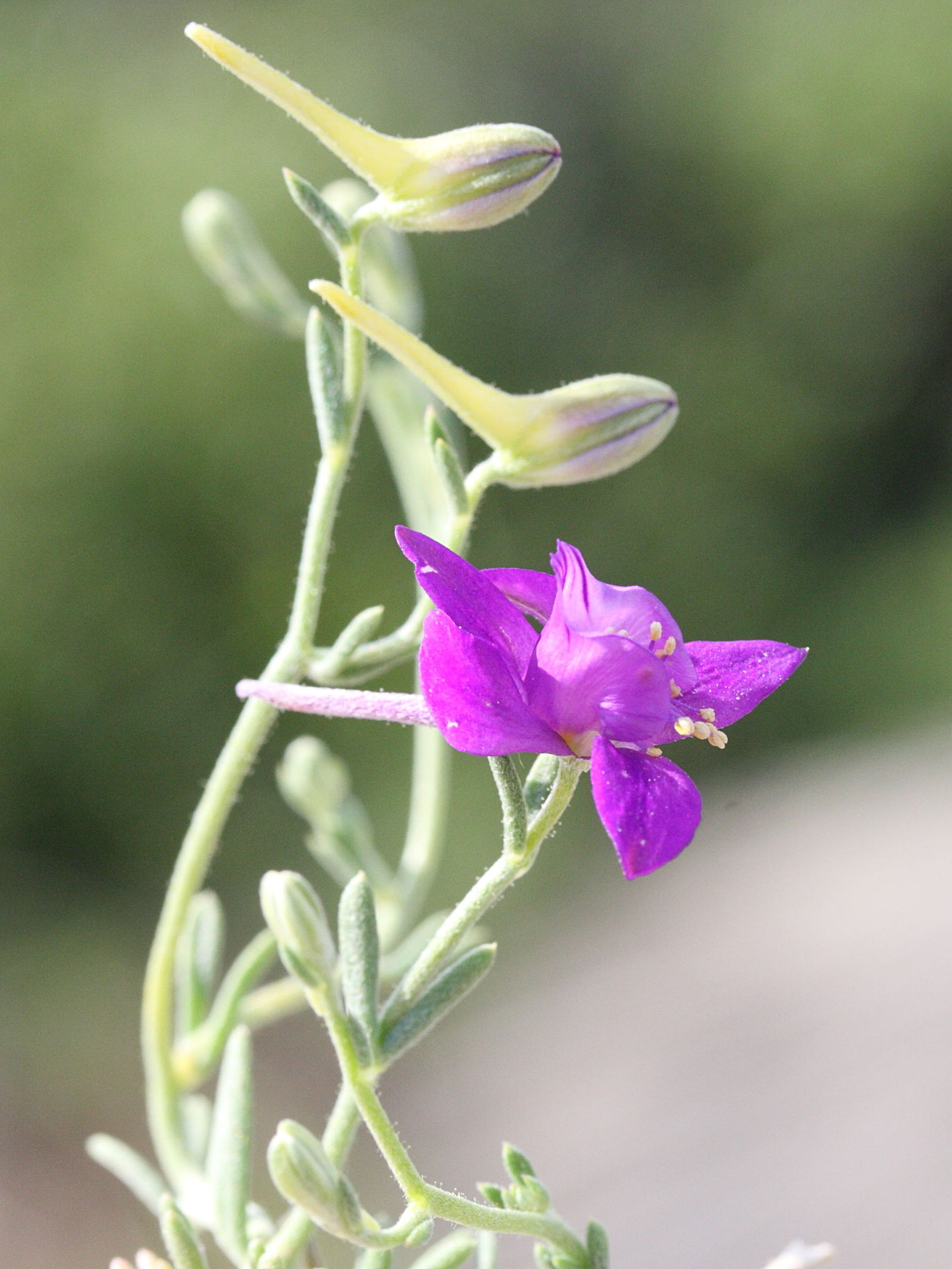 Delphinium_arenaria