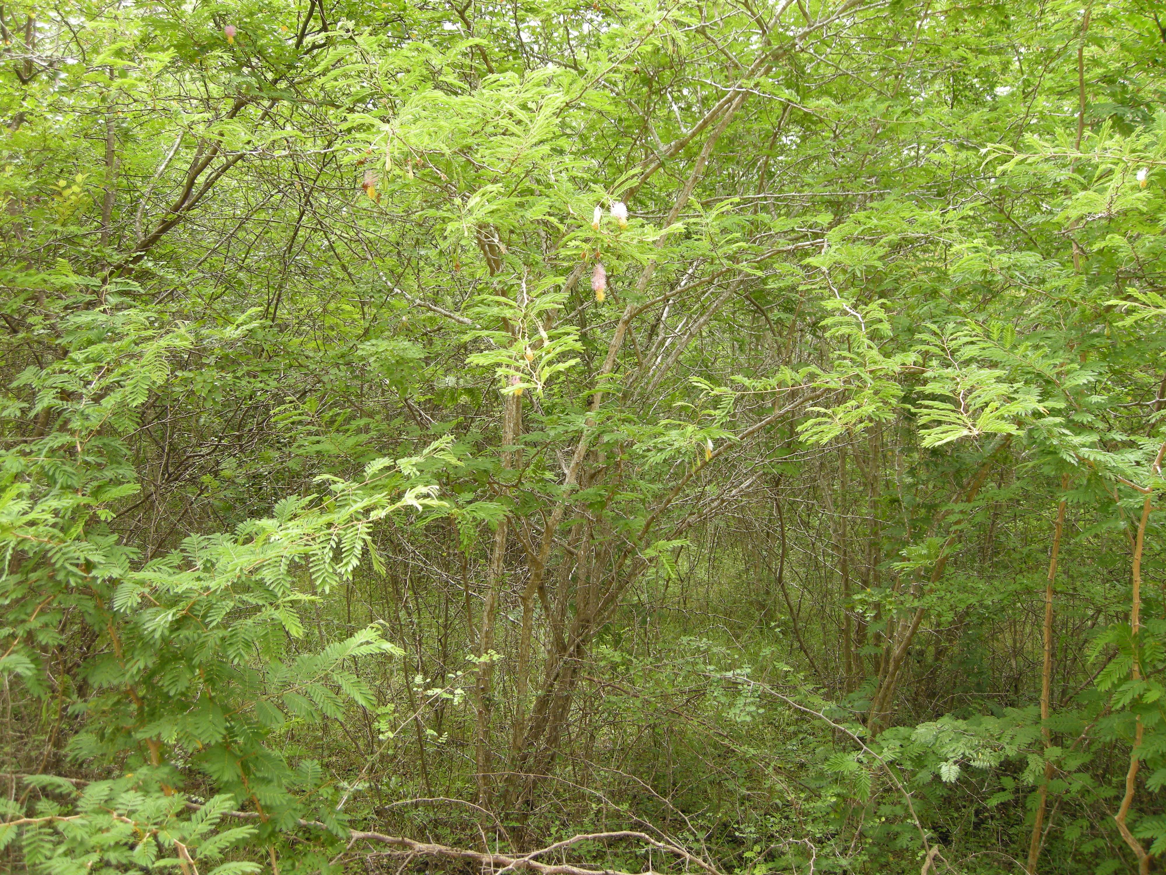 dichrostachys_cinerea1md