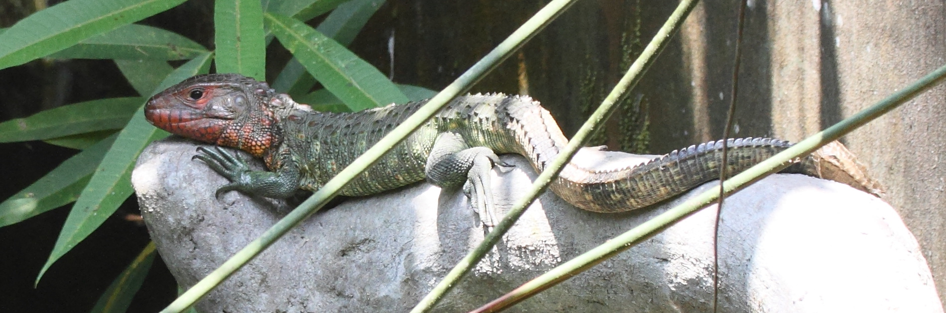 dracaena_guianensis5md