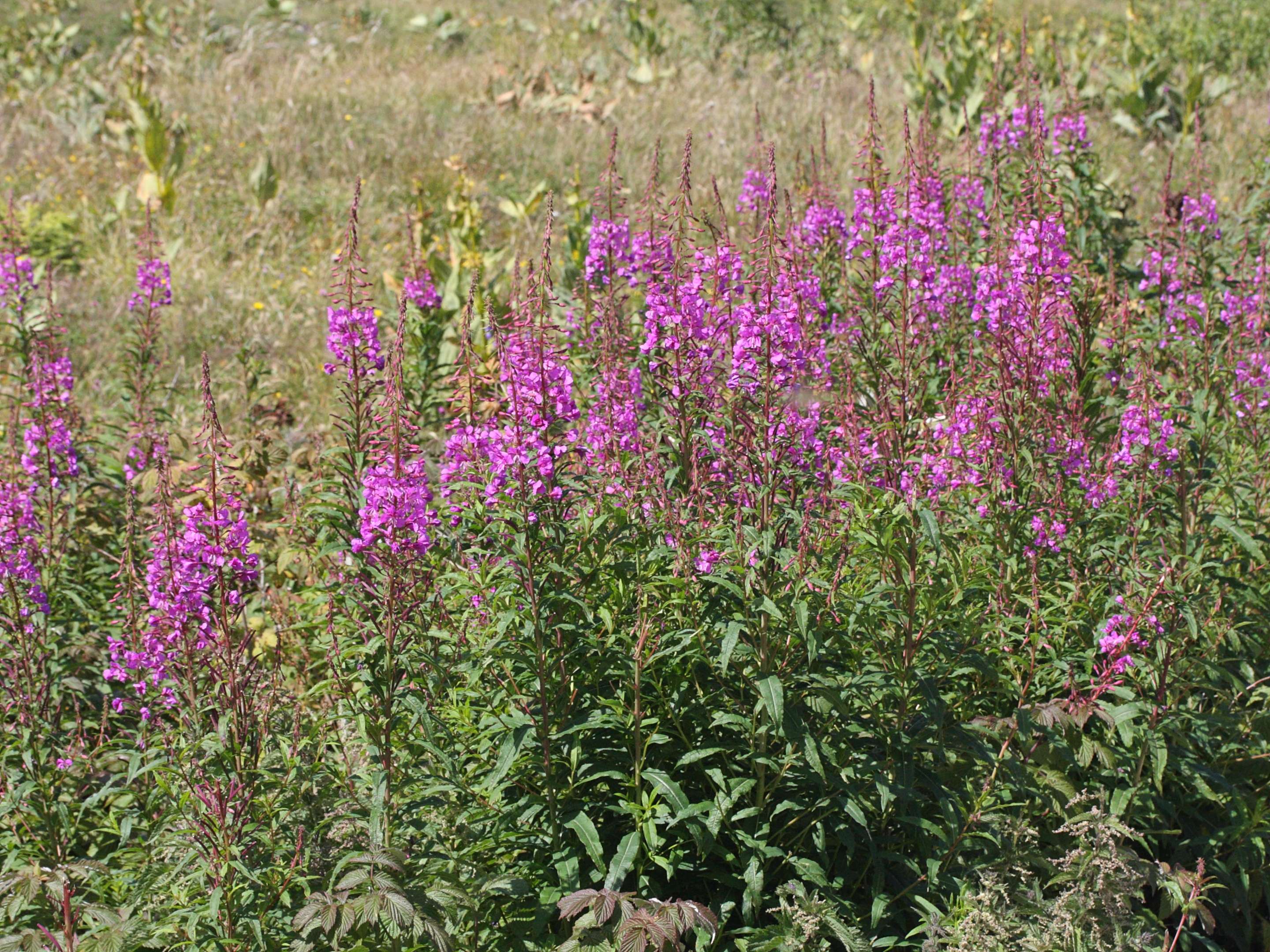 Afficher le média epilobium_angustifolium1md epilobium_angustifolium1md