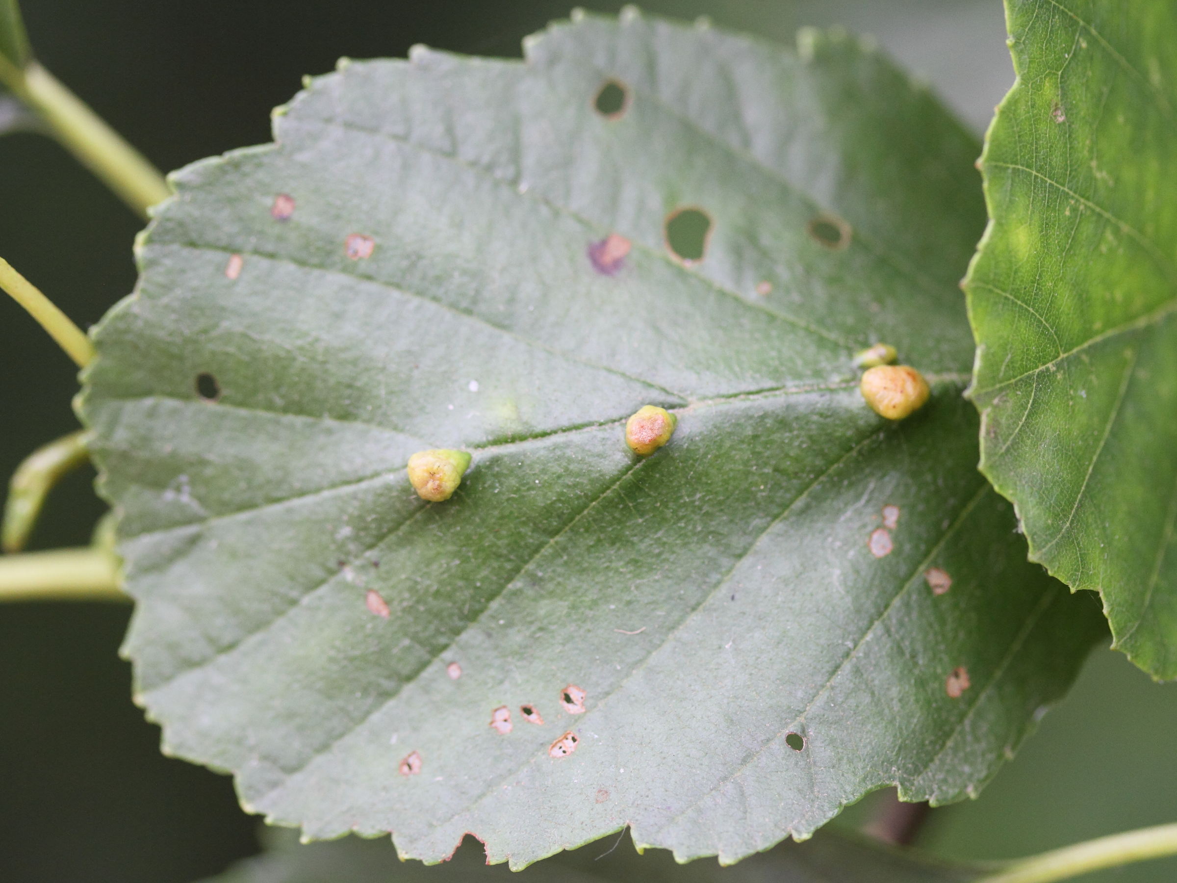 Afficher le média eriophyes_inangulis_galle4md eriophyes_inangulis_galle4md