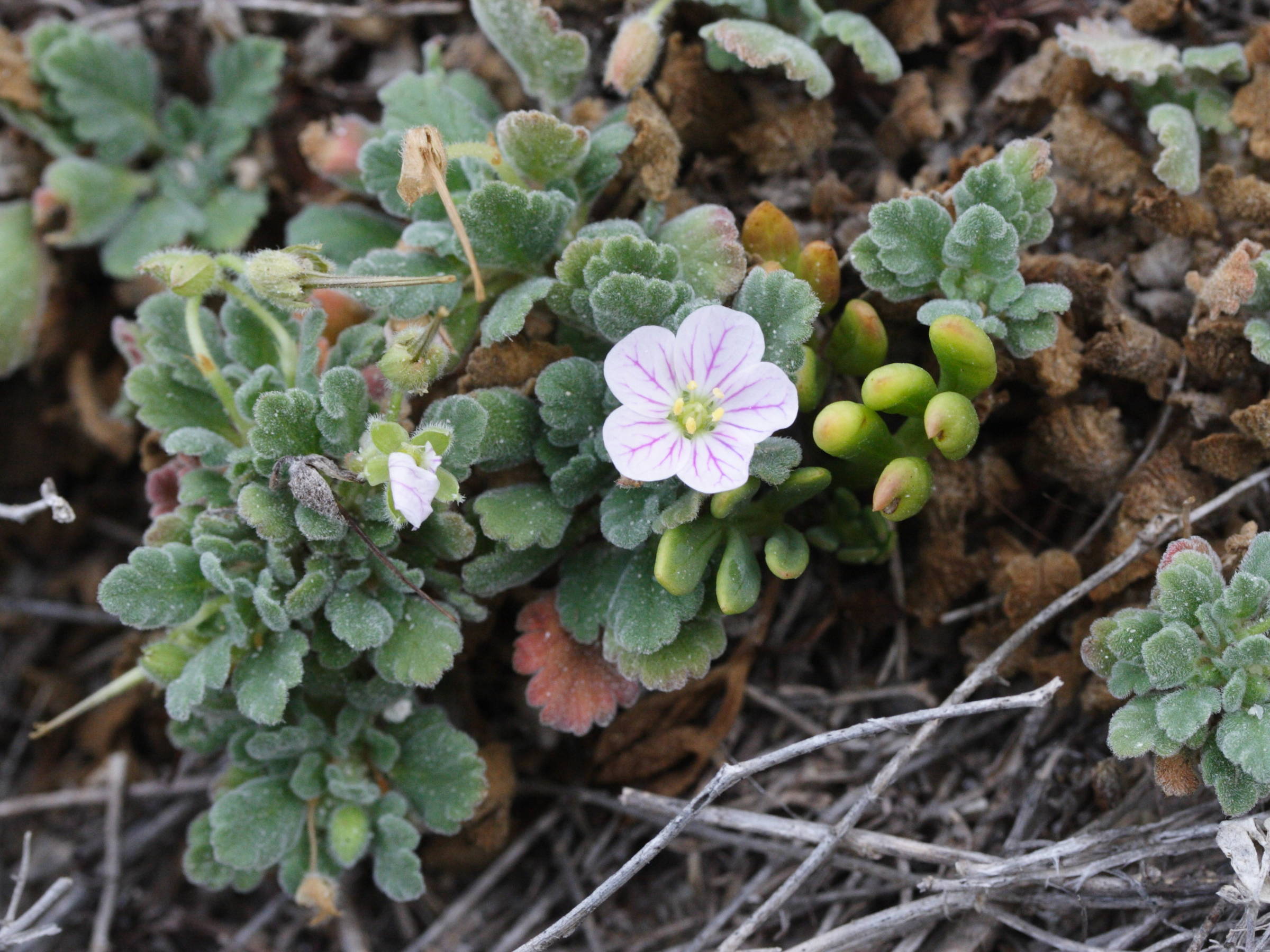 Afficher le média erodium_corsicum2md erodium_corsicum2md