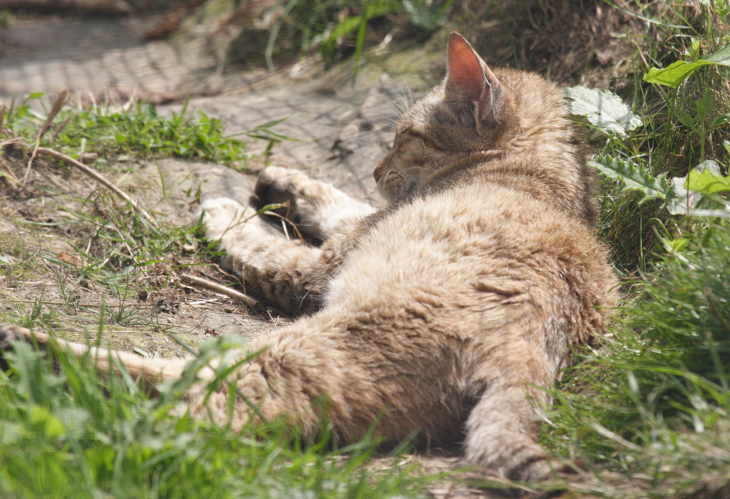 felis_silvestris_gordoni1md