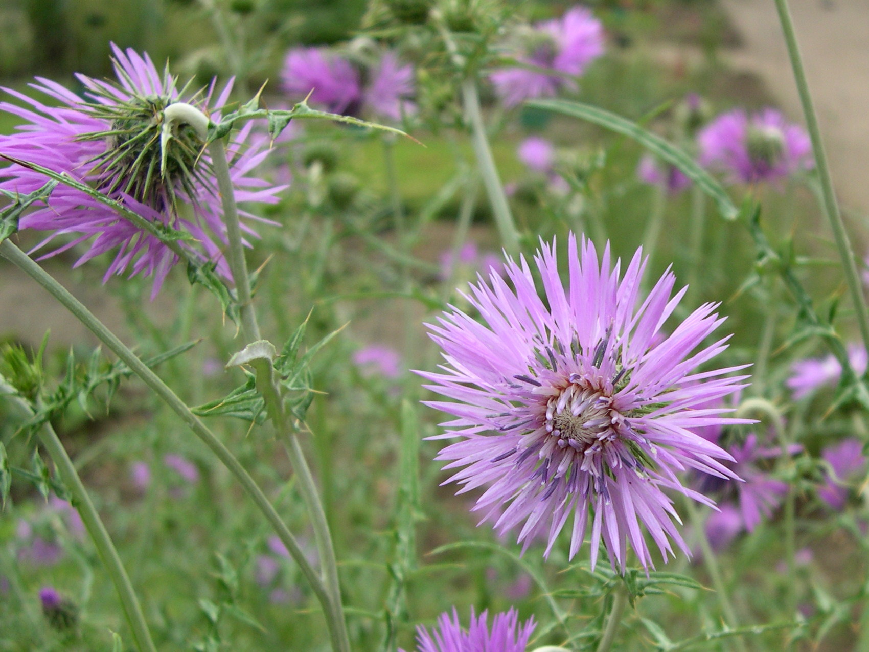 Afficher le média Galactites_elegans Galactites_elegans