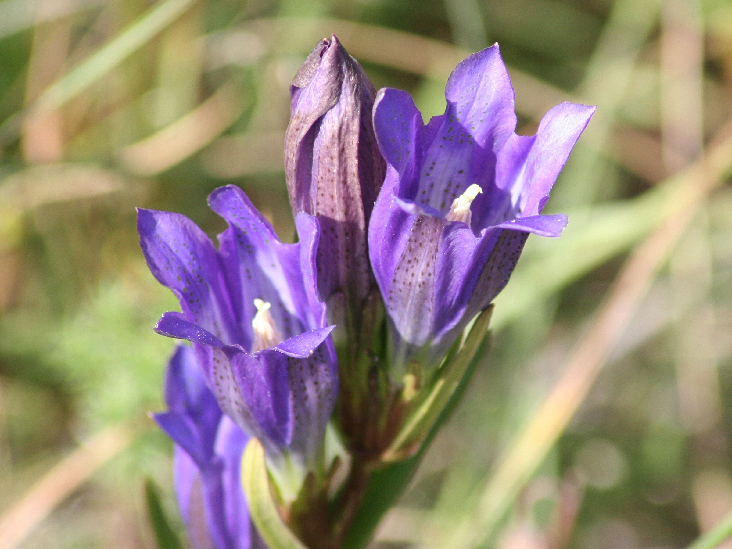 gentiana_pneumonanthe1md