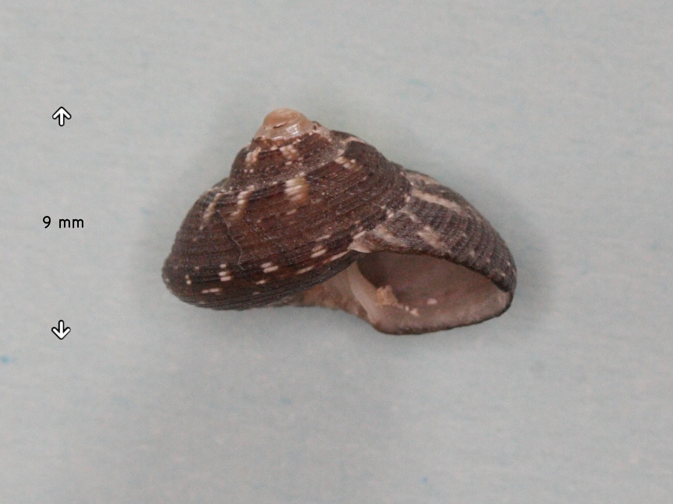 gibbula_umbilicaris3md