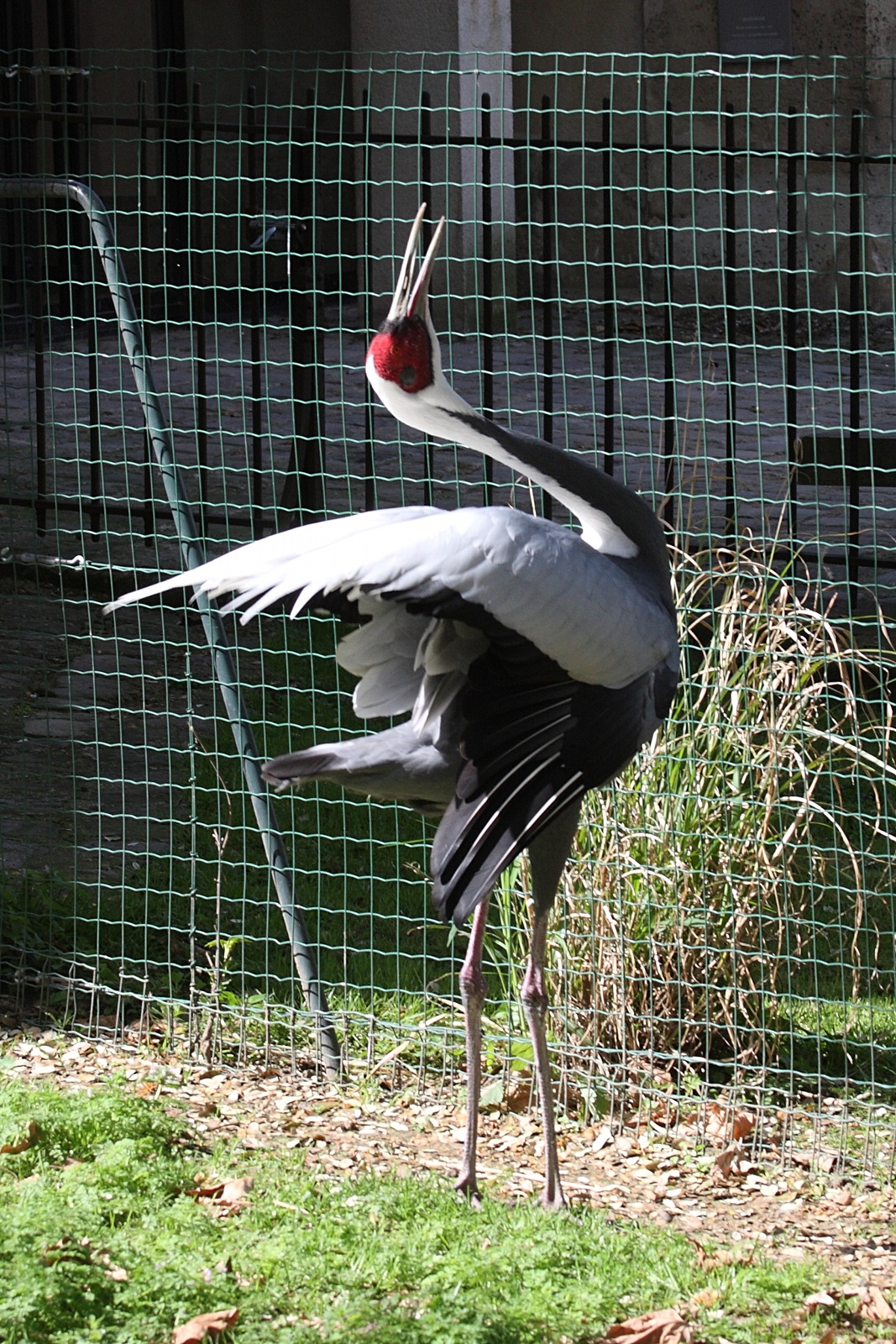 grue_a_cou_blanc_-_grus_vipio1md