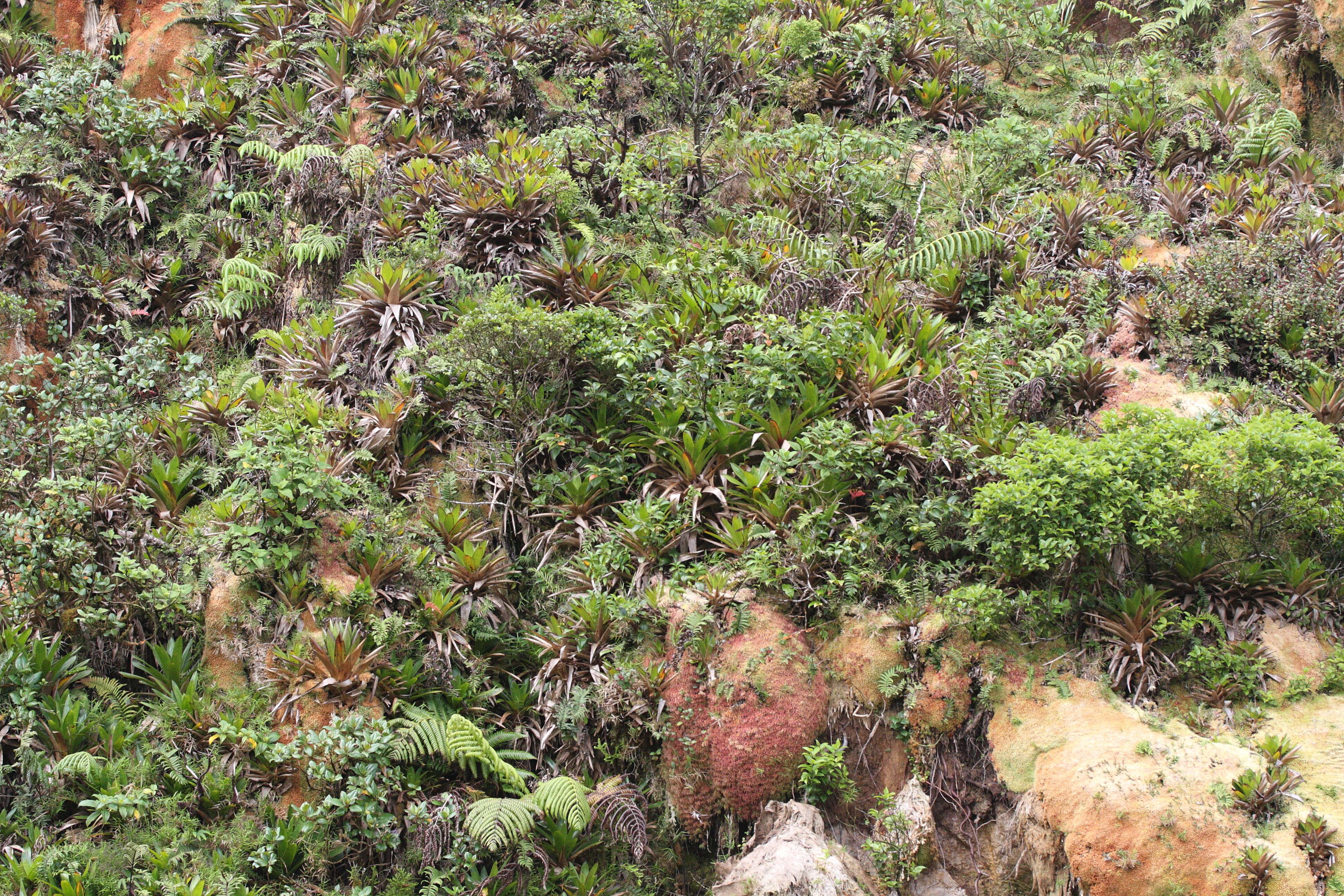 guzmania_plumieri5md