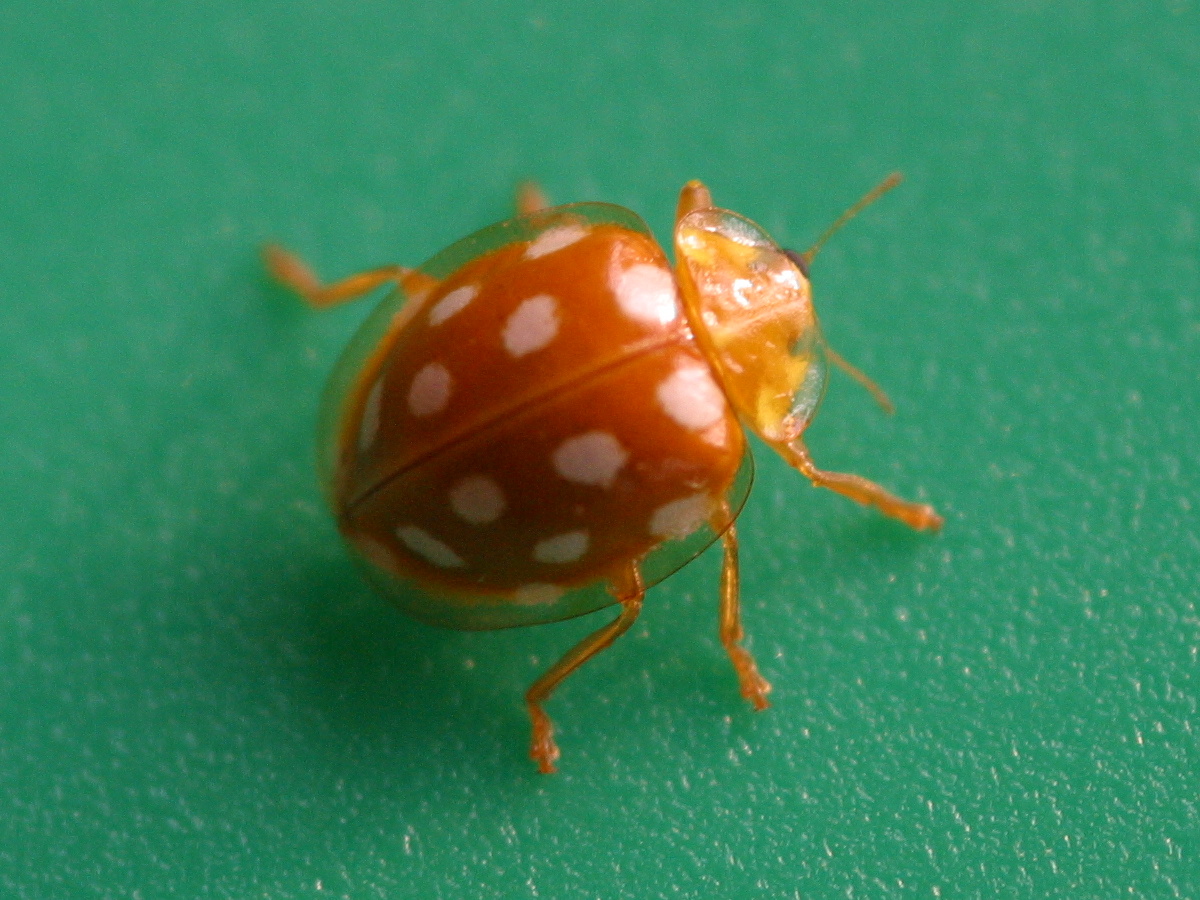 Afficher le média halysia_sedecimguttata1bd halysia_sedecimguttata1bd