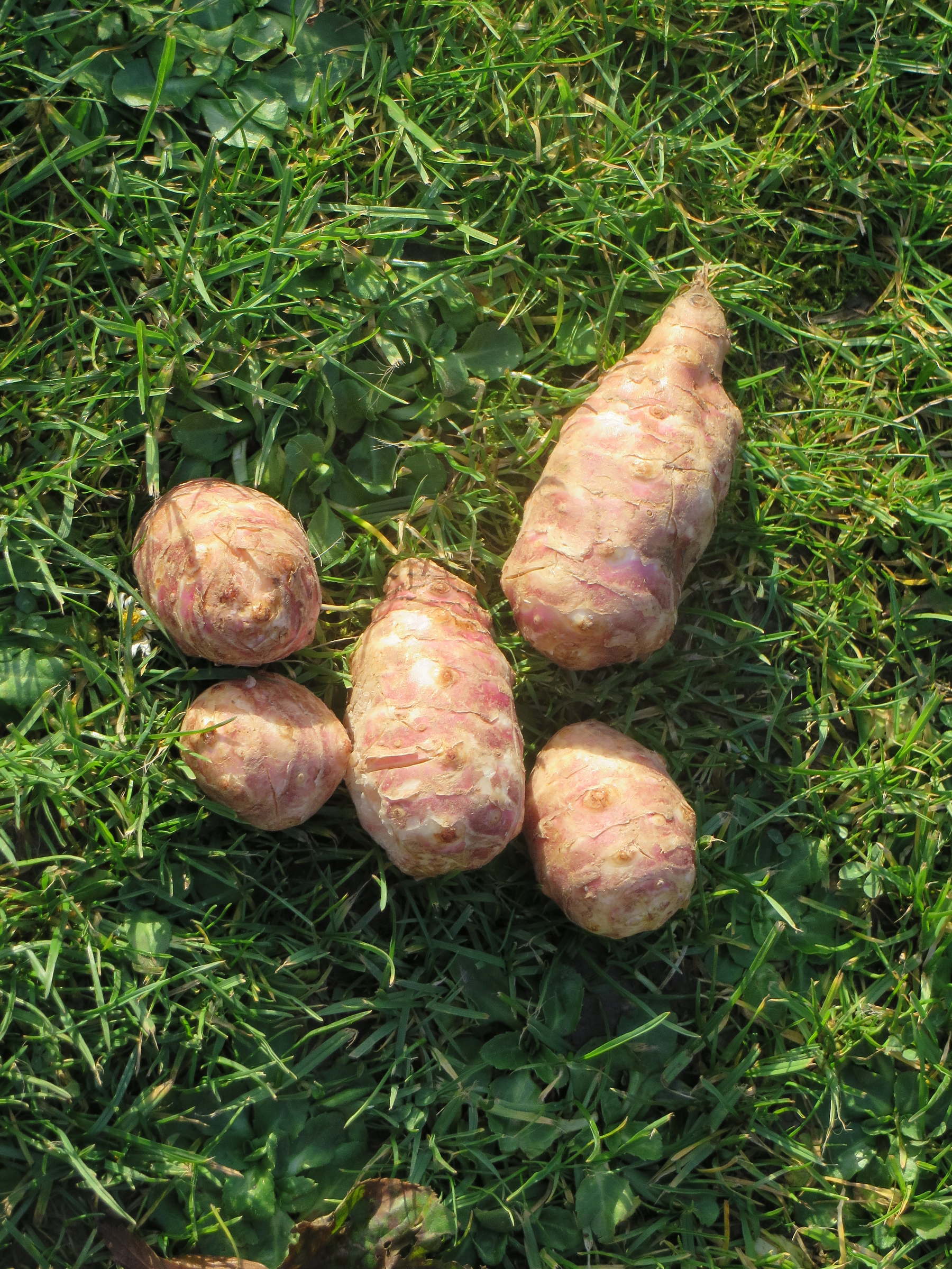 Afficher le média helianthus_tuberosus7mv helianthus_tuberosus7mv