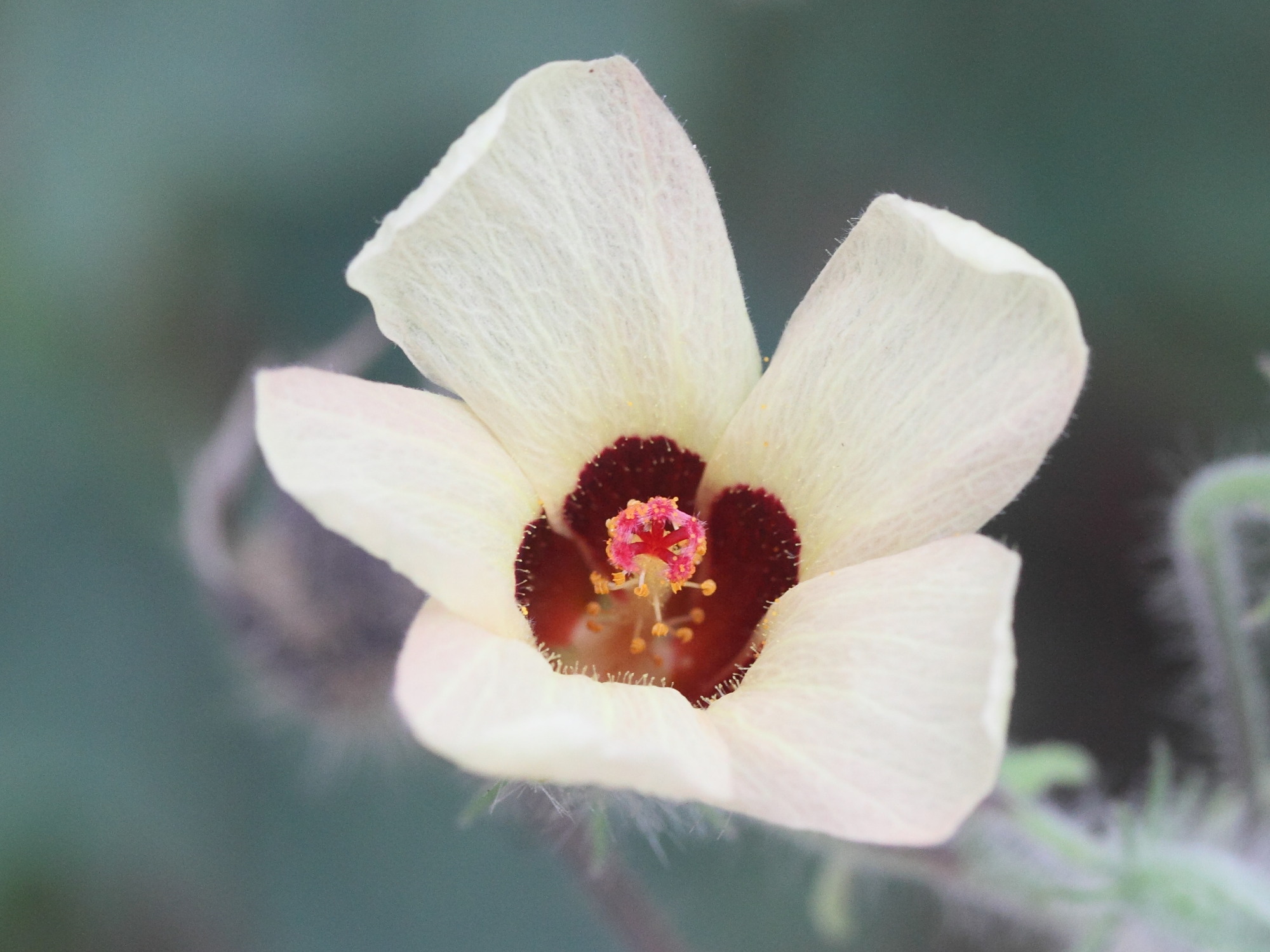 hibiscus_physaloides5md