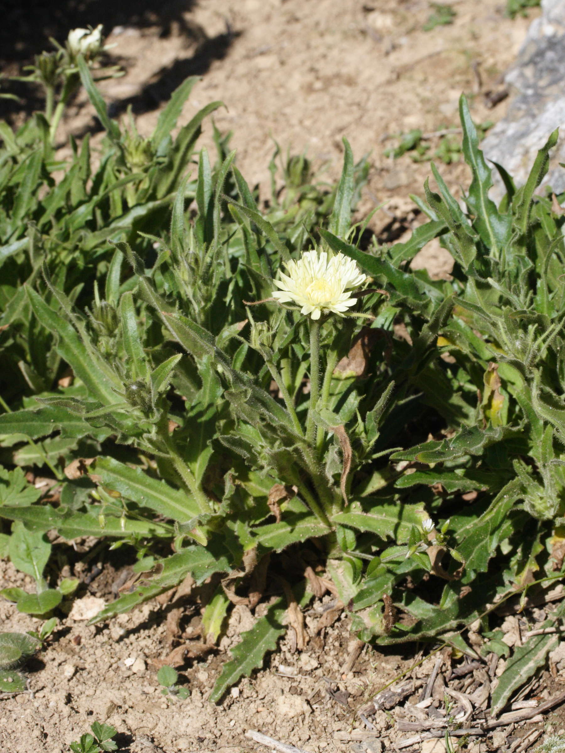 Afficher le média hieracium_intybaceum3md hieracium_intybaceum3md