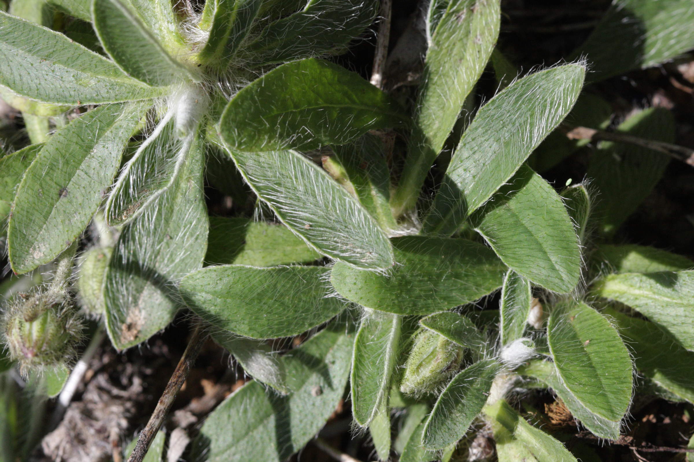 hieracium_pilosella6bd