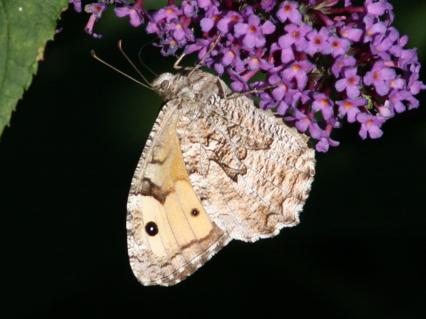 hipparchia_semele3md