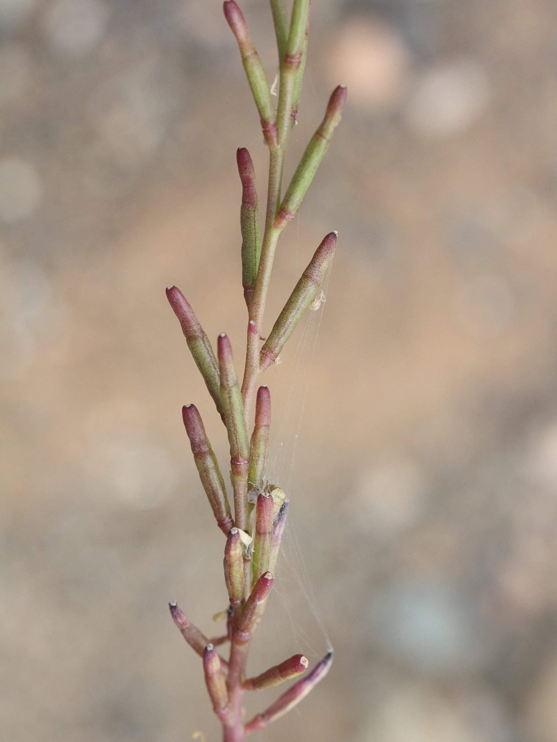 Afficher le média hirschfeldia_incana2md hirschfeldia_incana2md