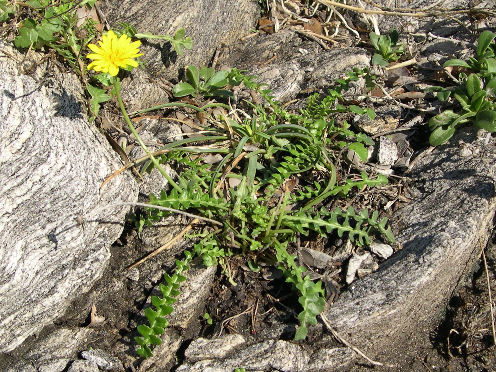 Afficher le média hyoseris_radiata4md hyoseris_radiata4md
