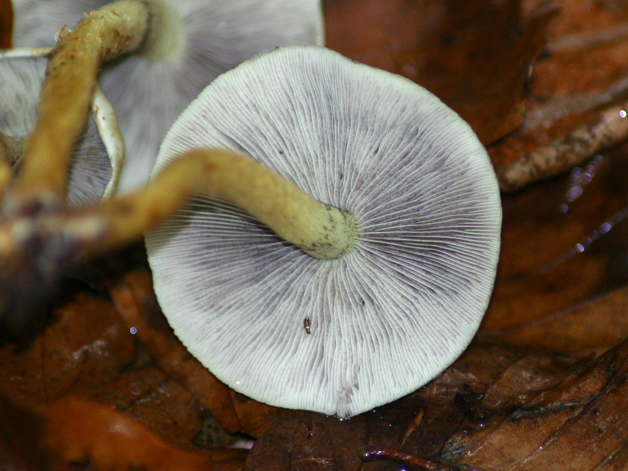 Afficher le média hypholoma_fasciculare2bd hypholoma_fasciculare2bd