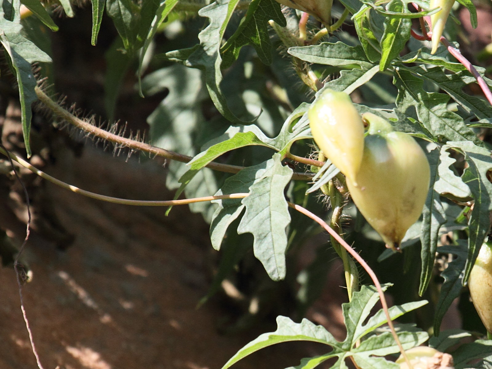 ipomoea_pes-tigridis4bd