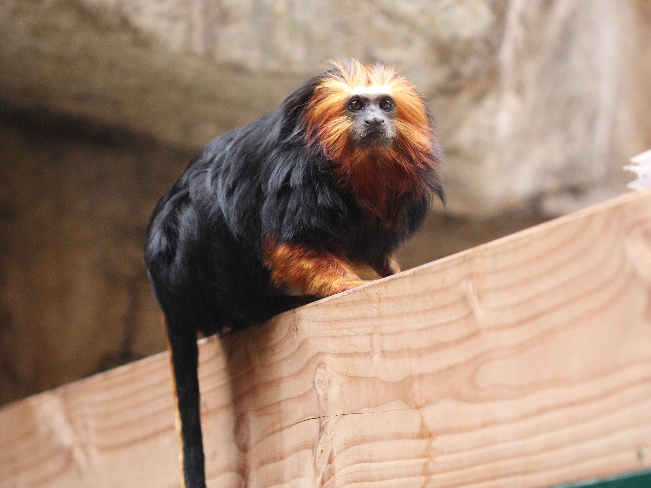 leontopithecus_chrysomelas2bd