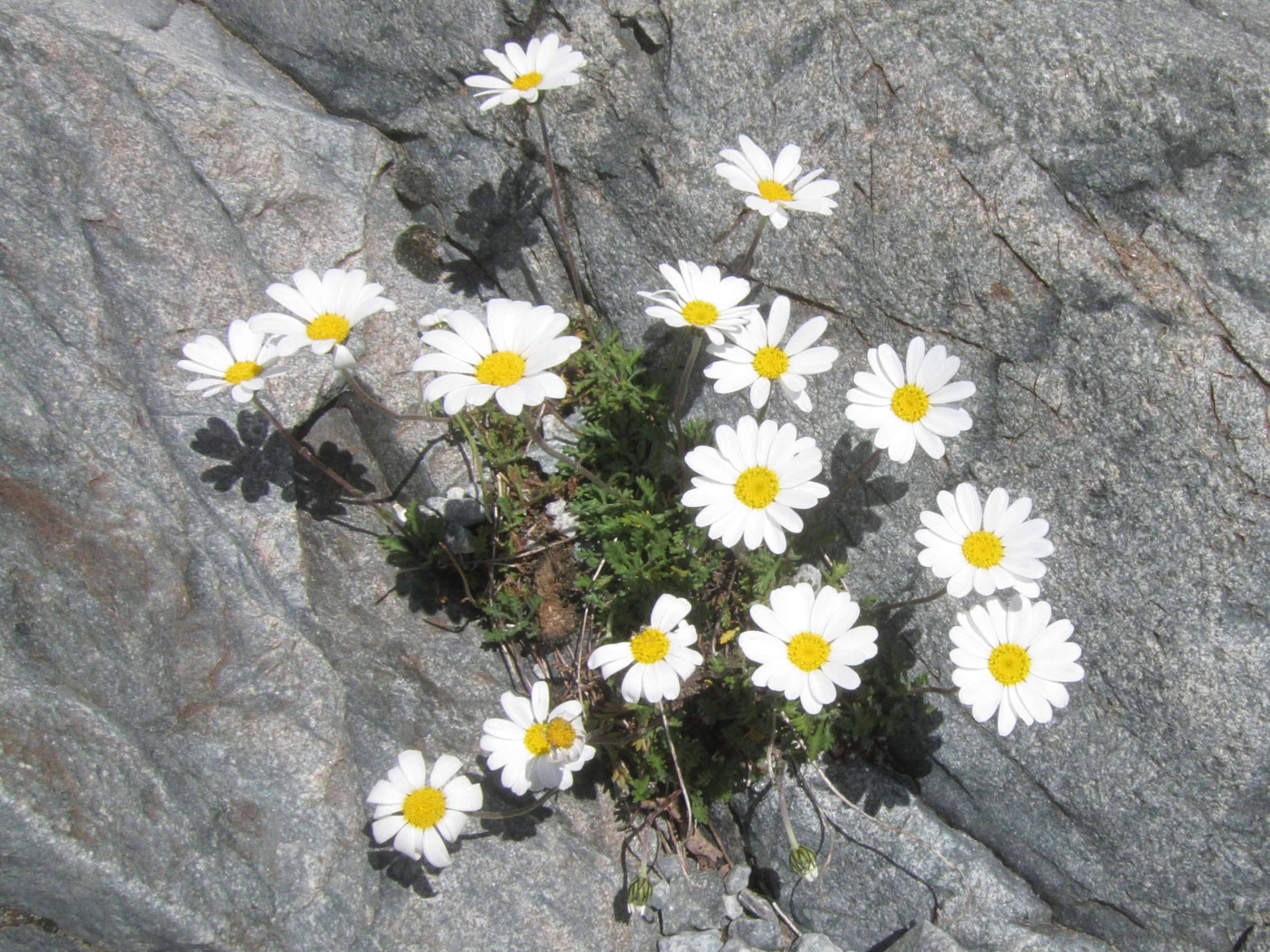 Afficher le média Leucanthemopsis_alpina Leucanthemopsis_alpina