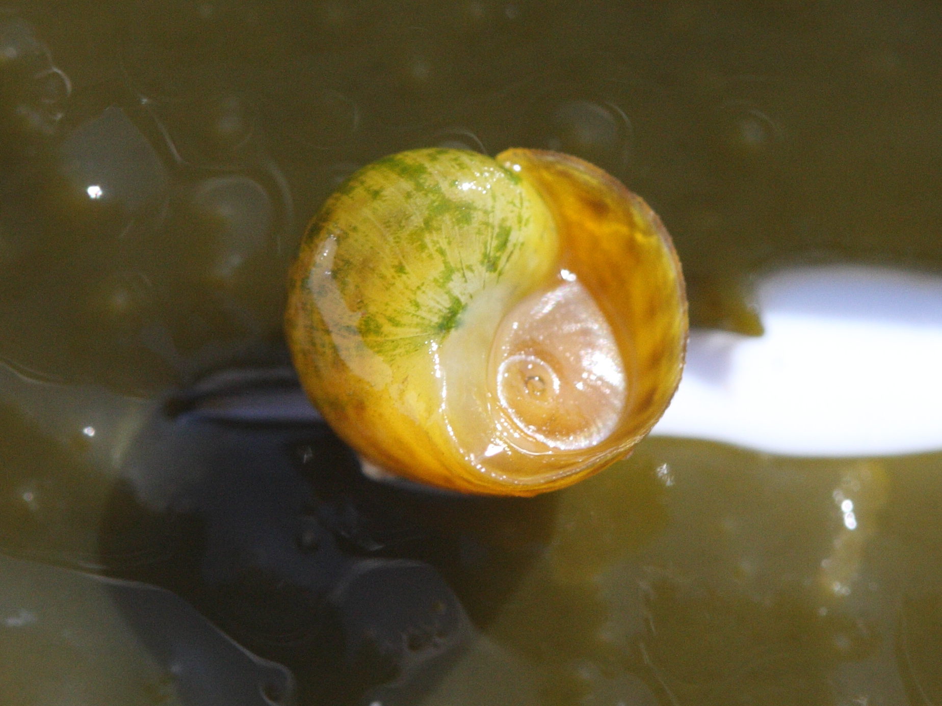 littorina_fabalis1md