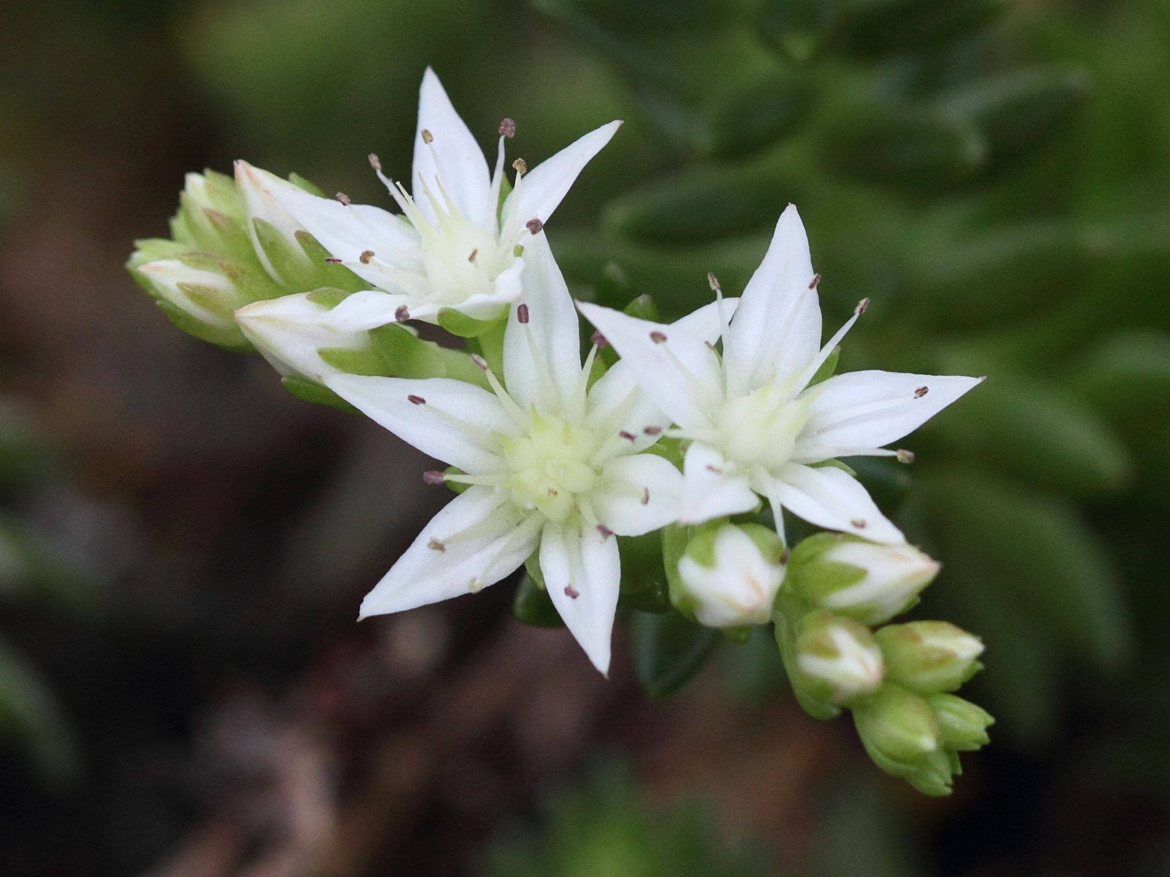 monanthes_laxiflora2bd