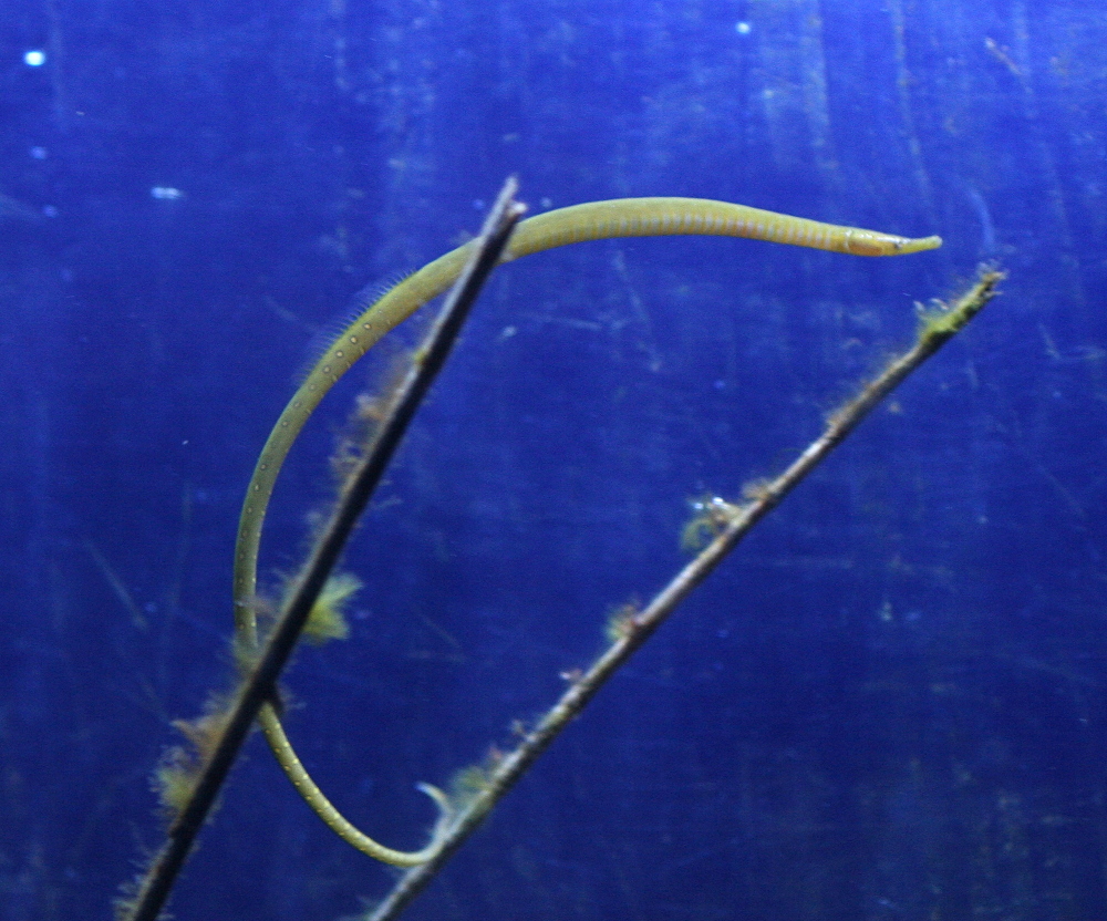 nerophis_ophidion1md