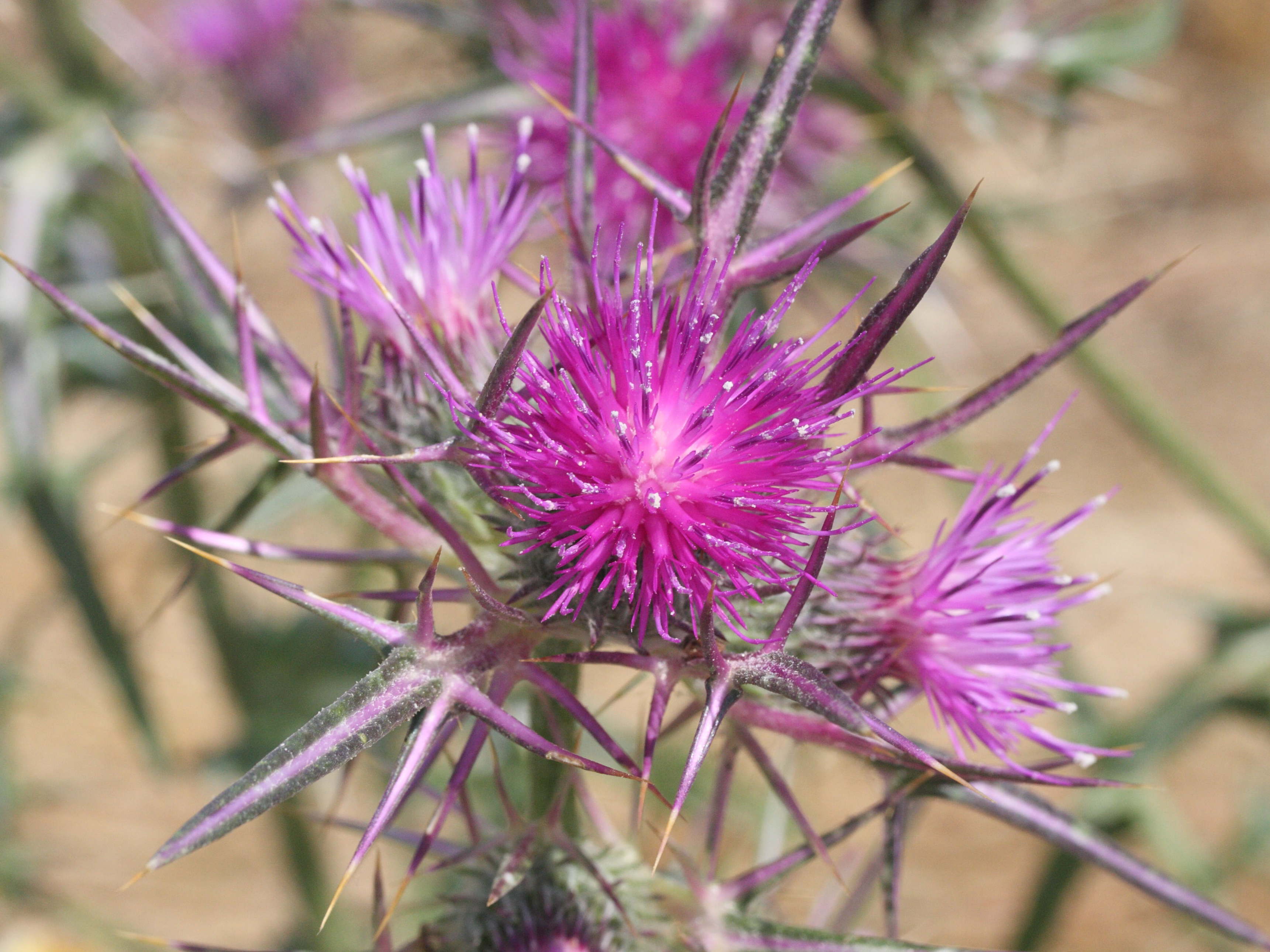 notobasis_syriaca2md