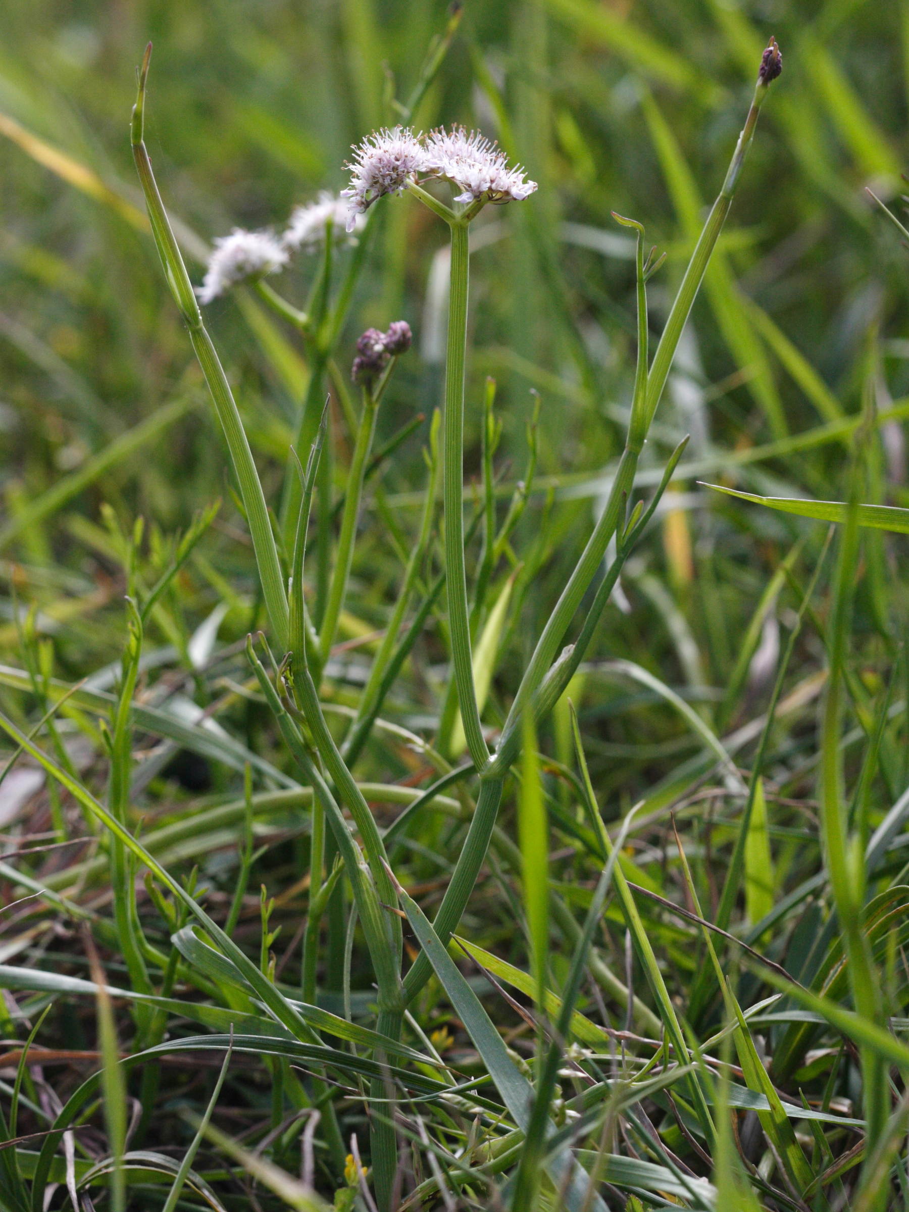 oenanthe_fistulosa2md