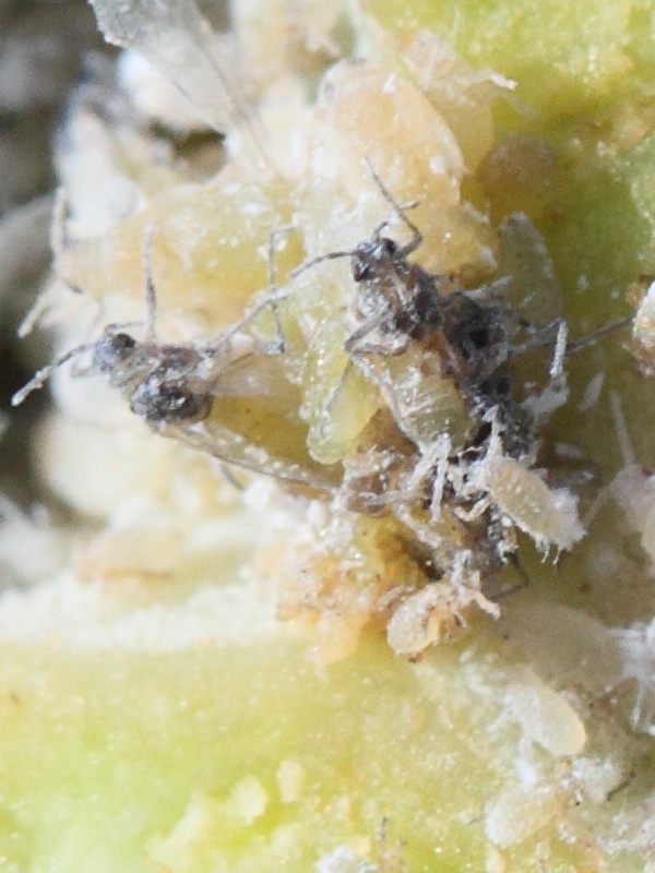 Pemphigus_spyrothecae