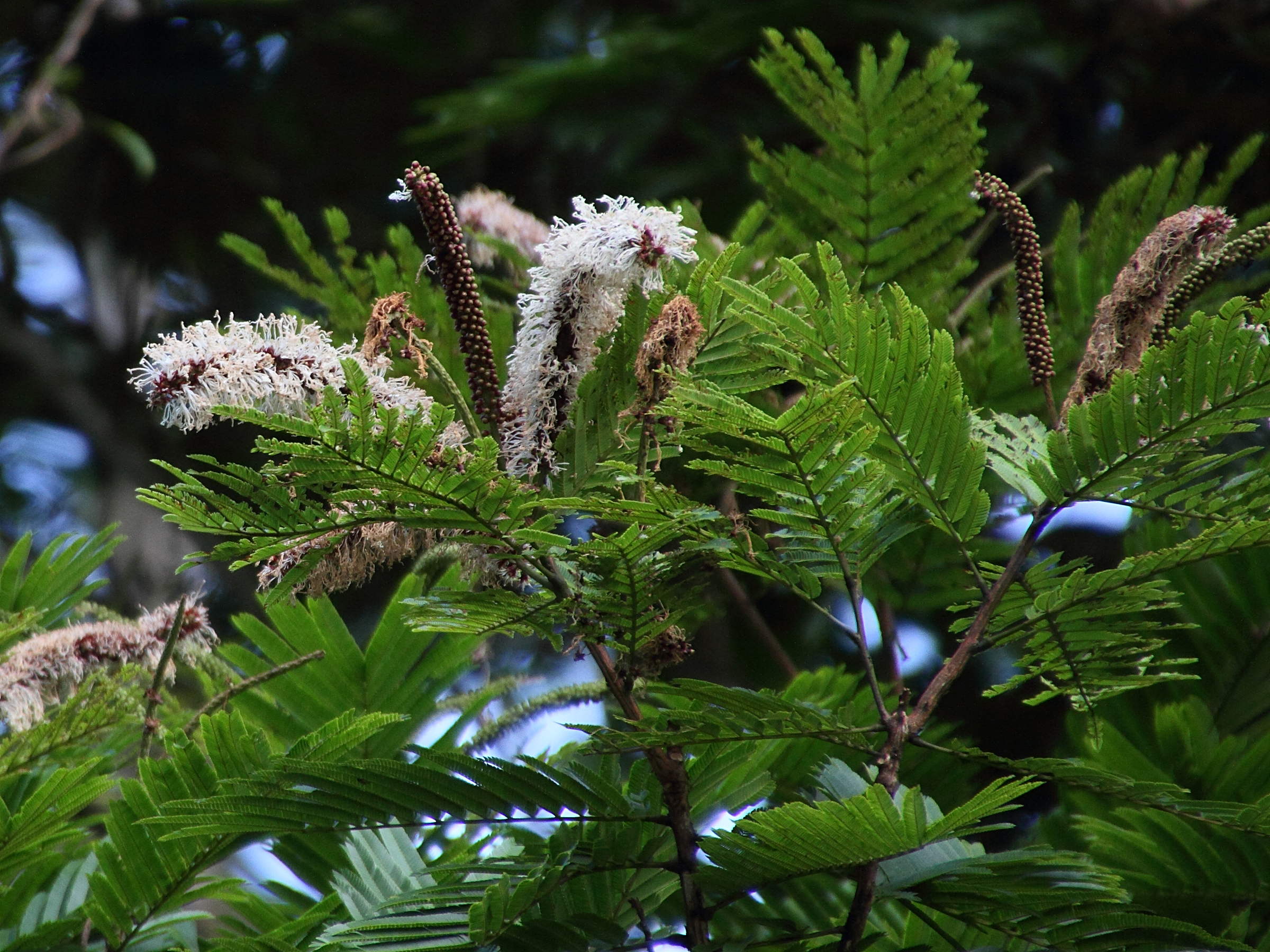 Afficher le média pentaclethra_macroloba3md pentaclethra_macroloba3md