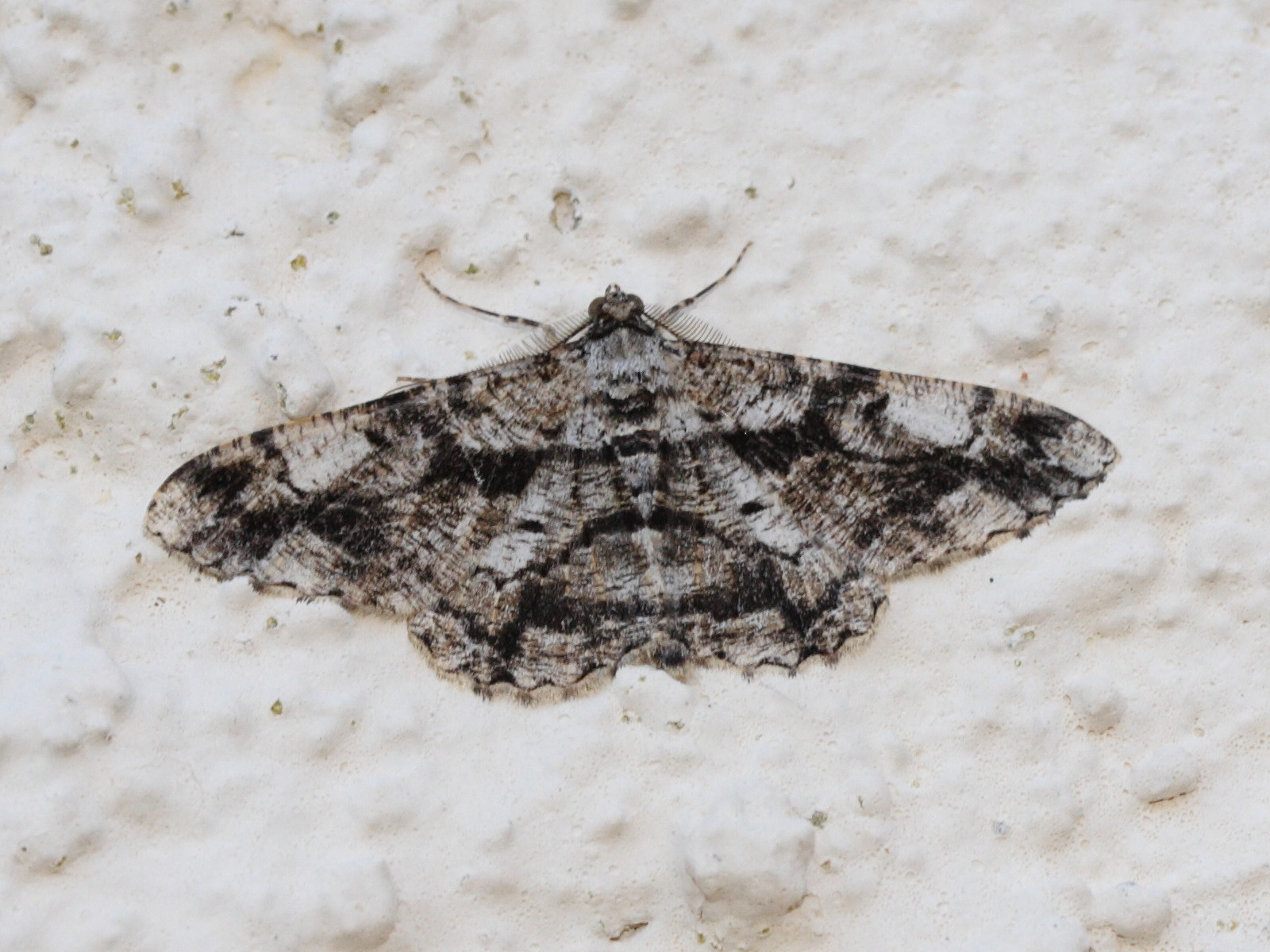 Peribatodes_umbraria