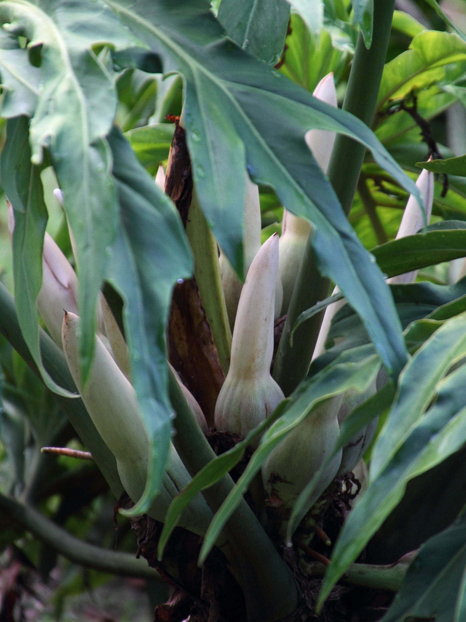 philodendron_radiatum2md