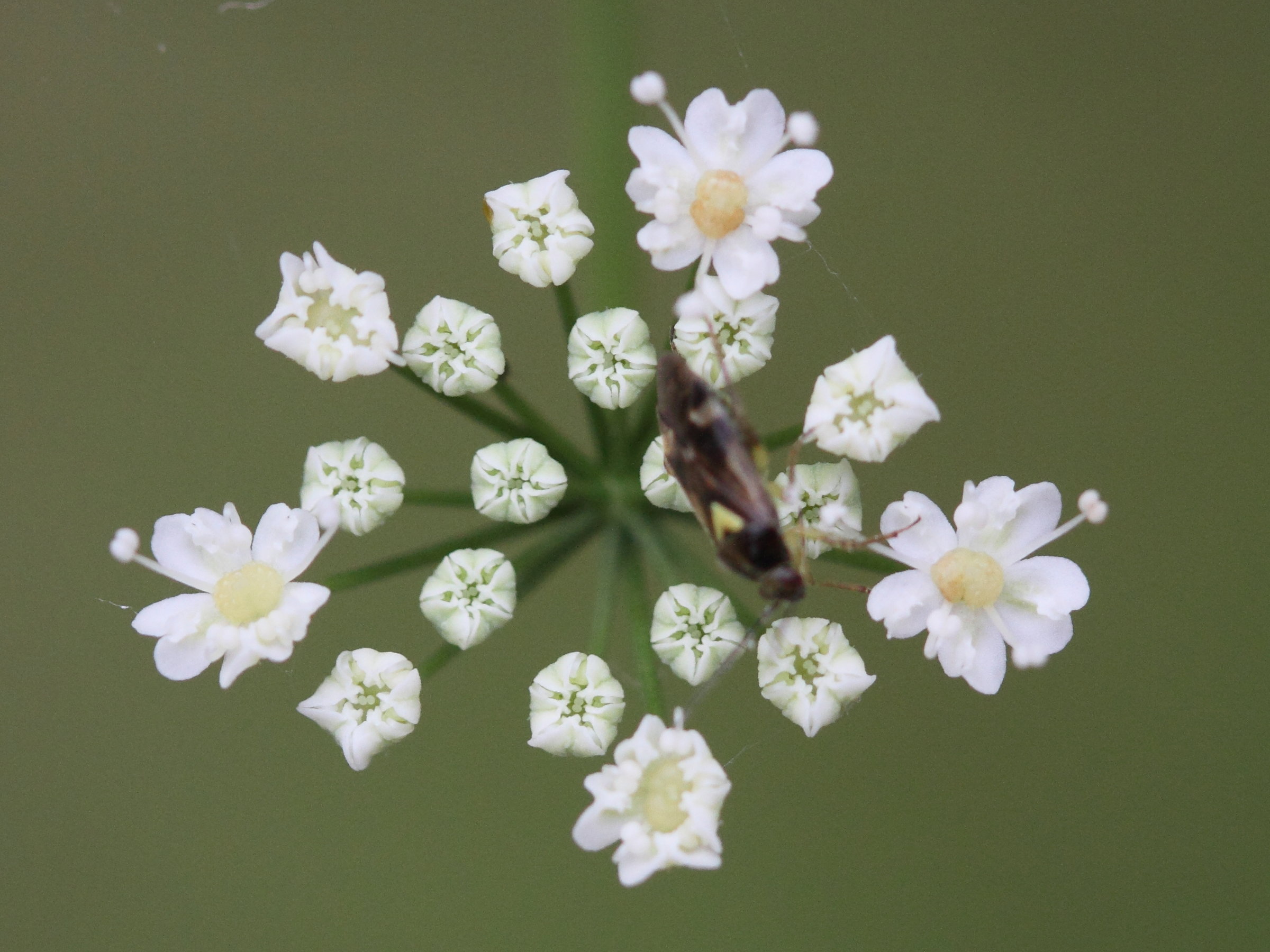 pimpinella_saxifraga2md
