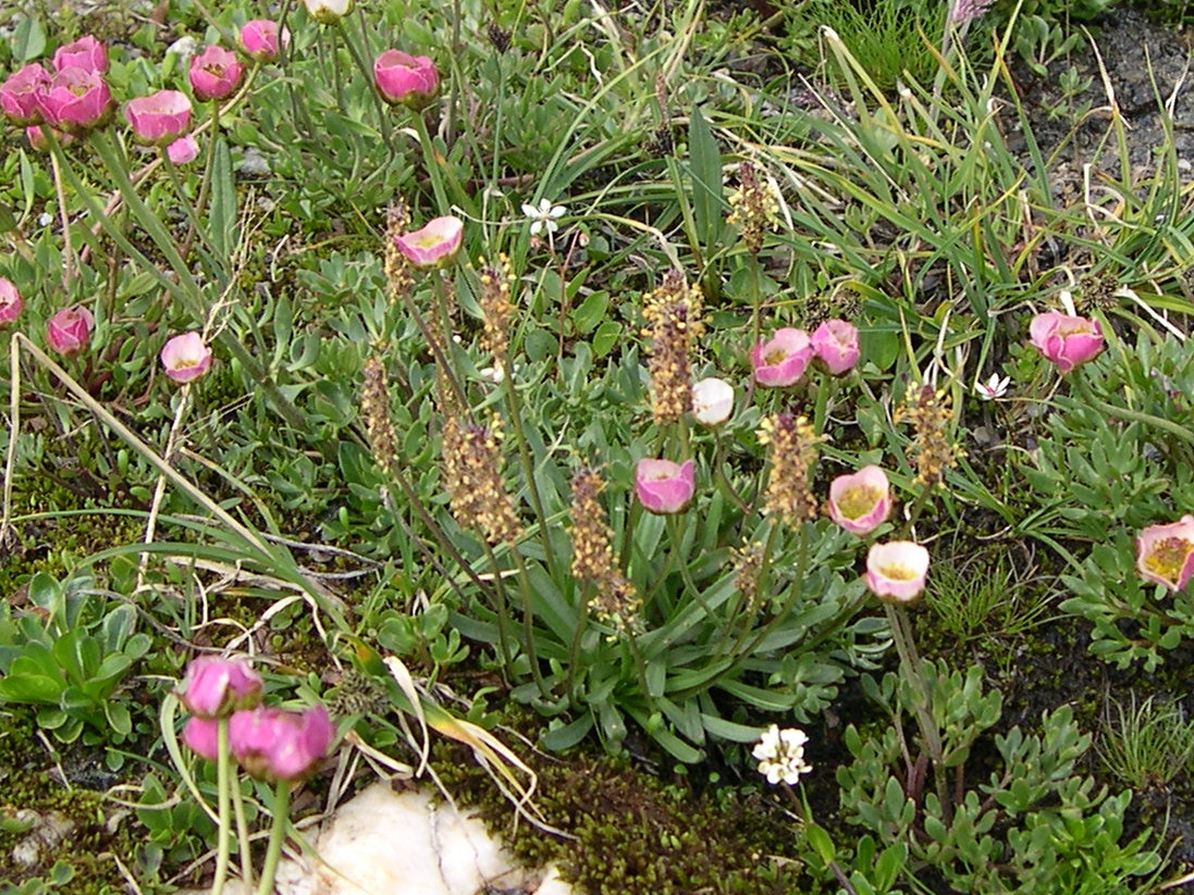 plantago_maritima_serpentina1md