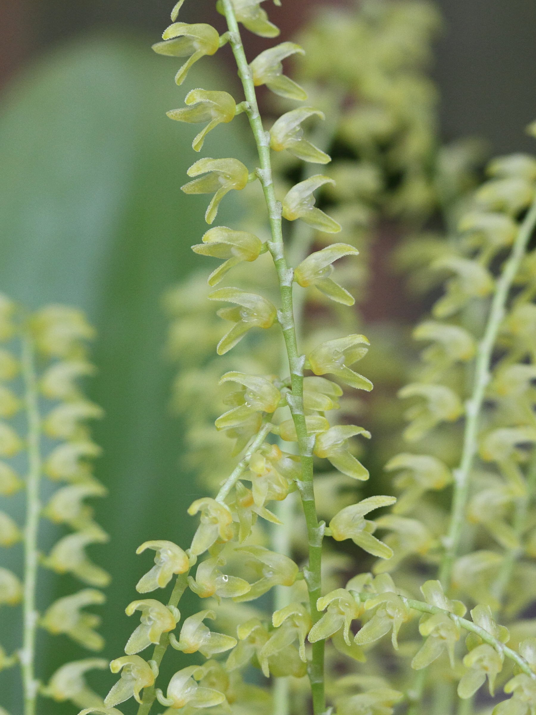 Afficher le média pleurothallis_gelida2bd pleurothallis_gelida2bd