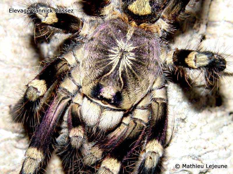 poecilotheria_subfusca1ml