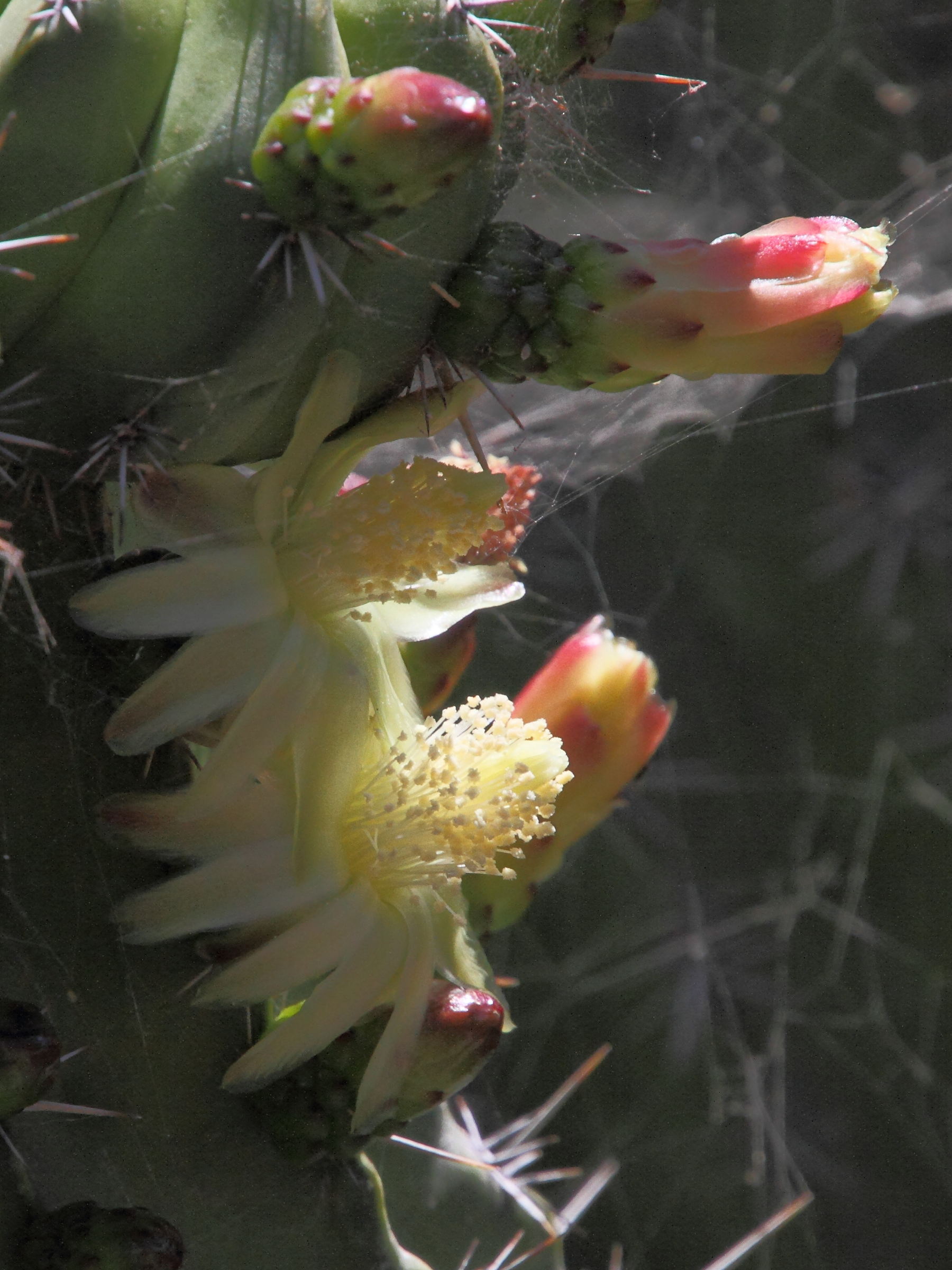 polaskia_chichipe3md