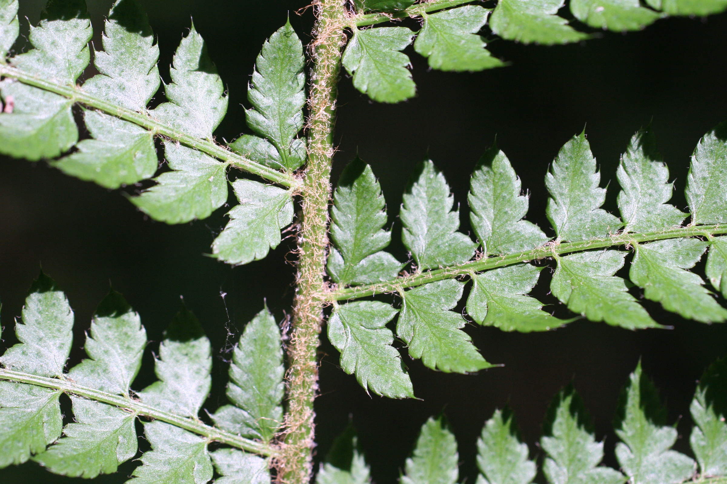 polystichum_setiferum2md