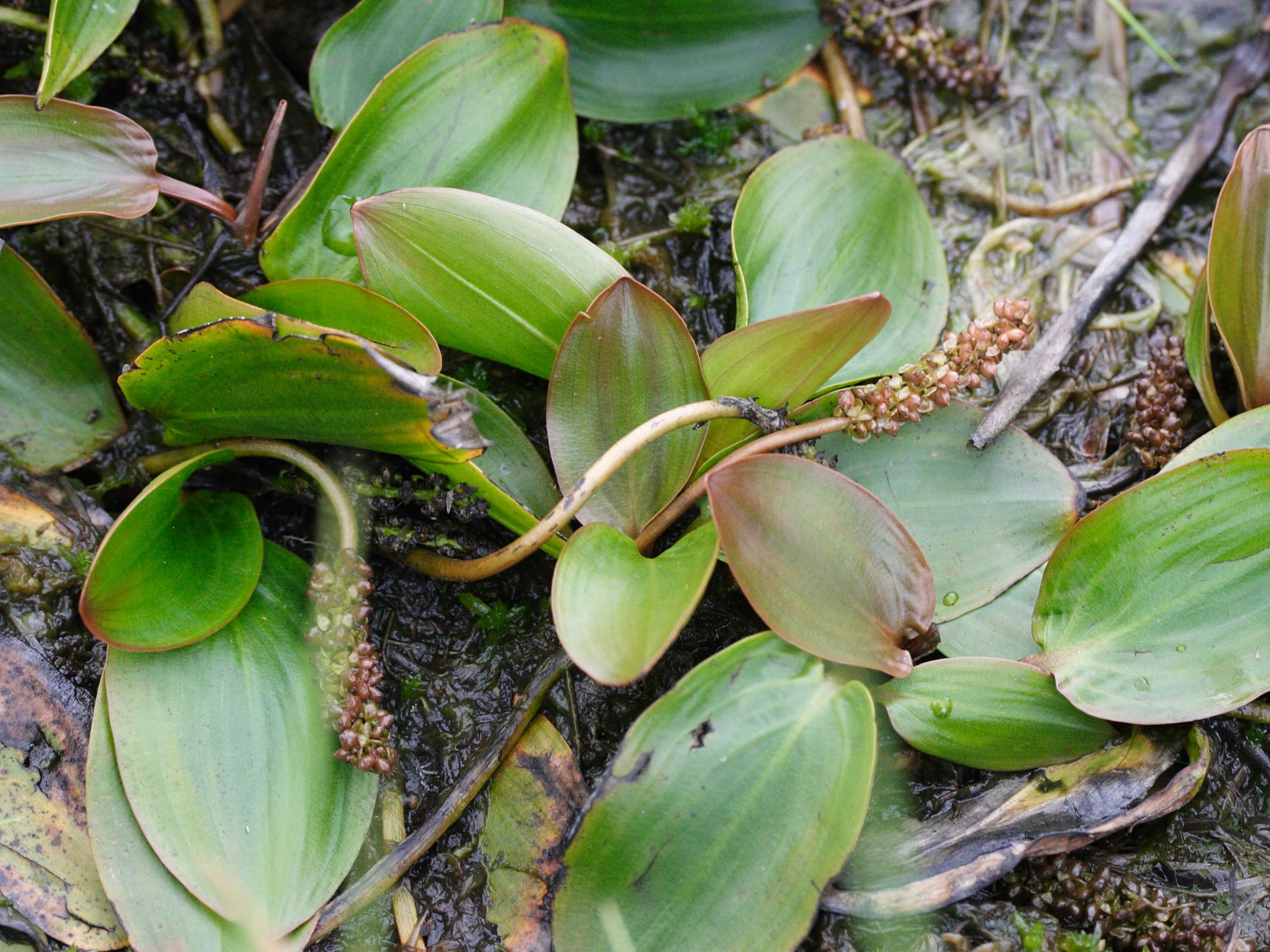 potamogeton_polygonifolius5md