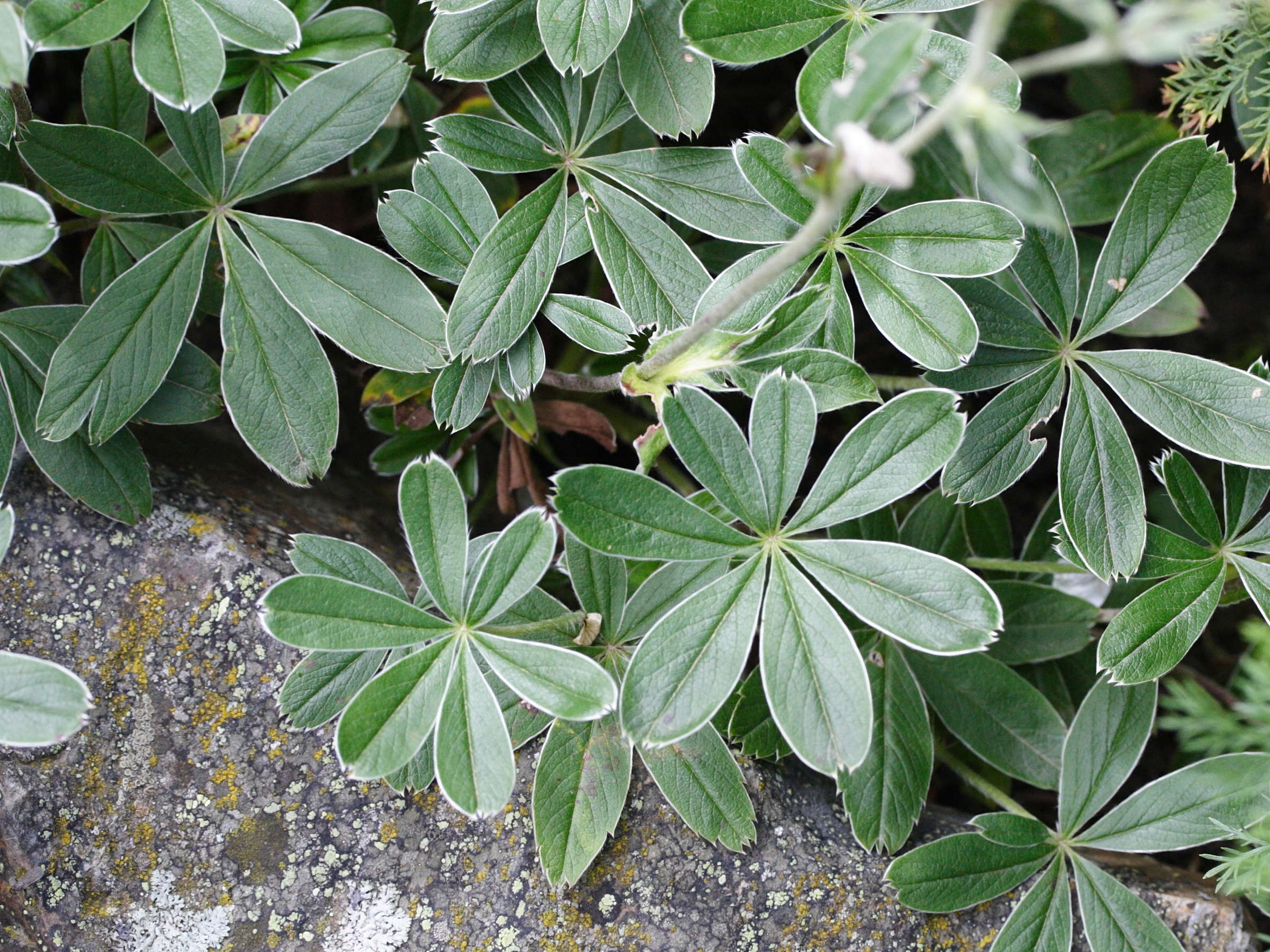 potentilla_alchimilloides1md