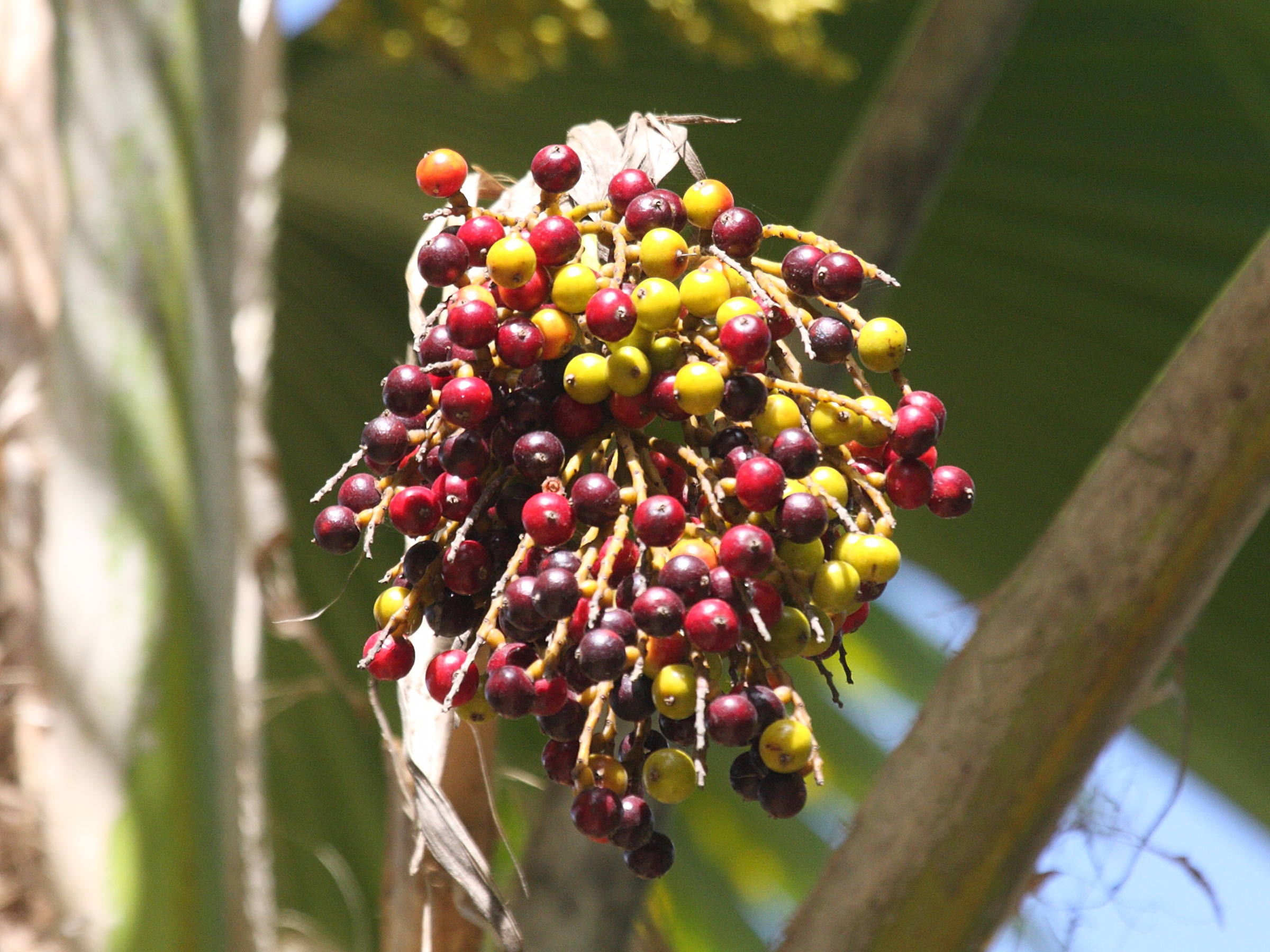 pritchardia_pacifica2bd