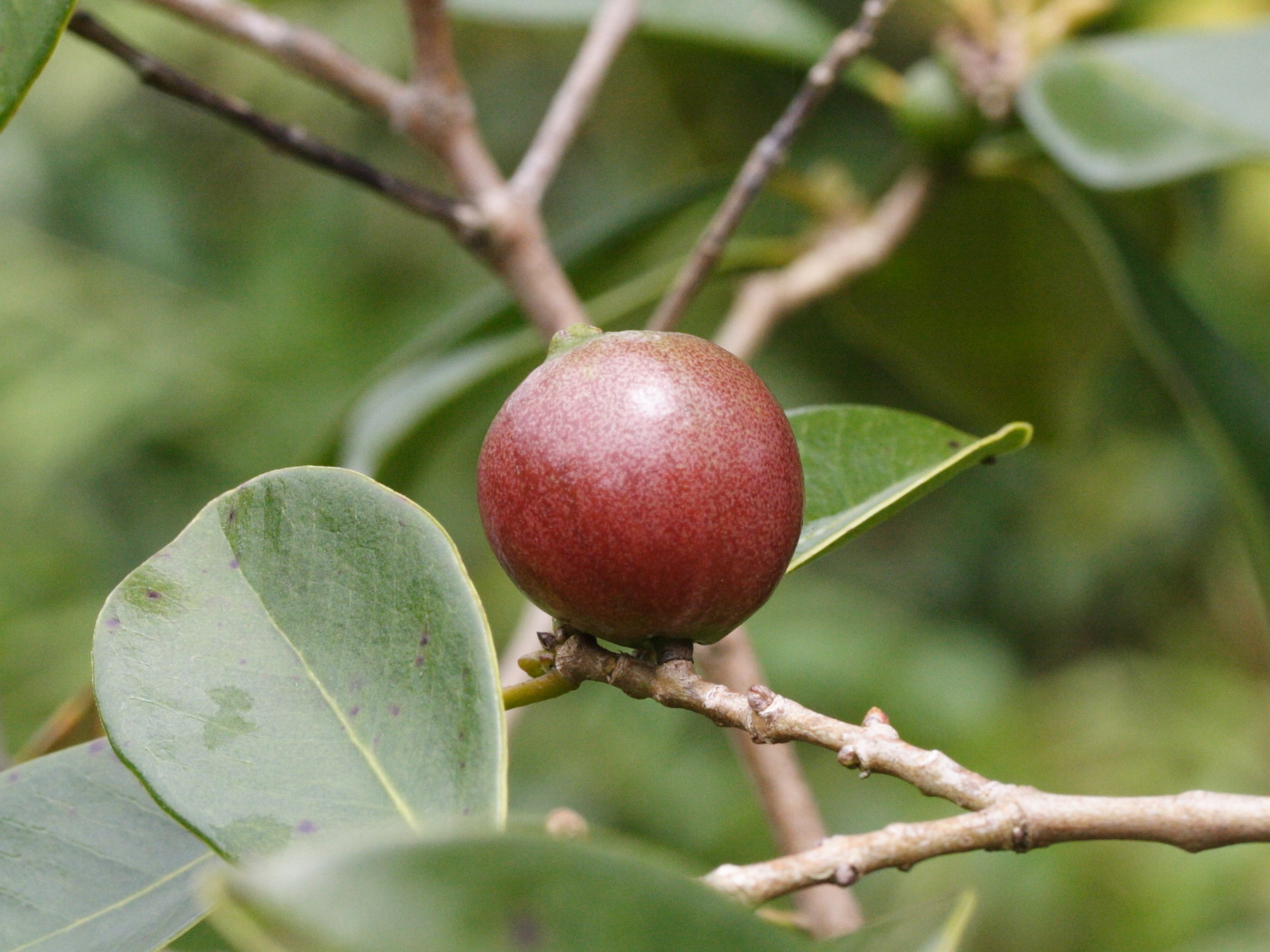 psidium_cattleianum4md