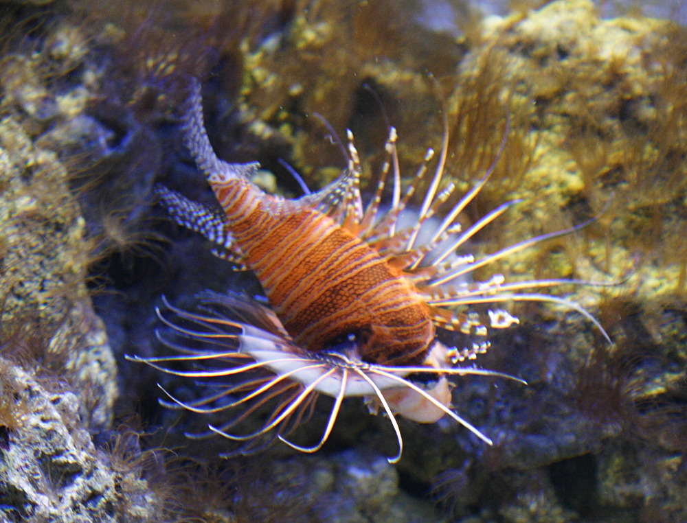 pterois_antennata1md