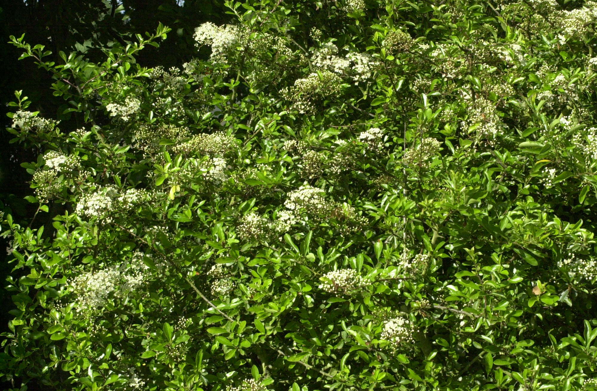 pyracantha_pauciflora1md